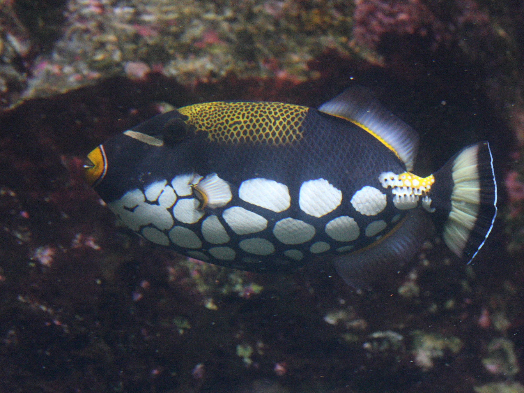 Afficher le média balistoides_conspicillum2md balistoides_conspicillum2md