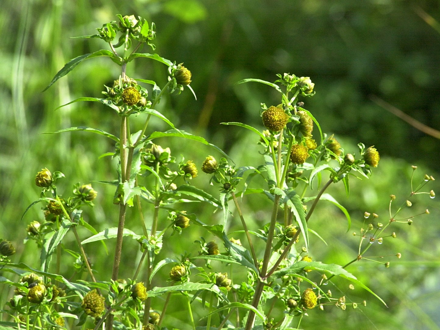 Afficher le média bidens_connata3md bidens_connata3md