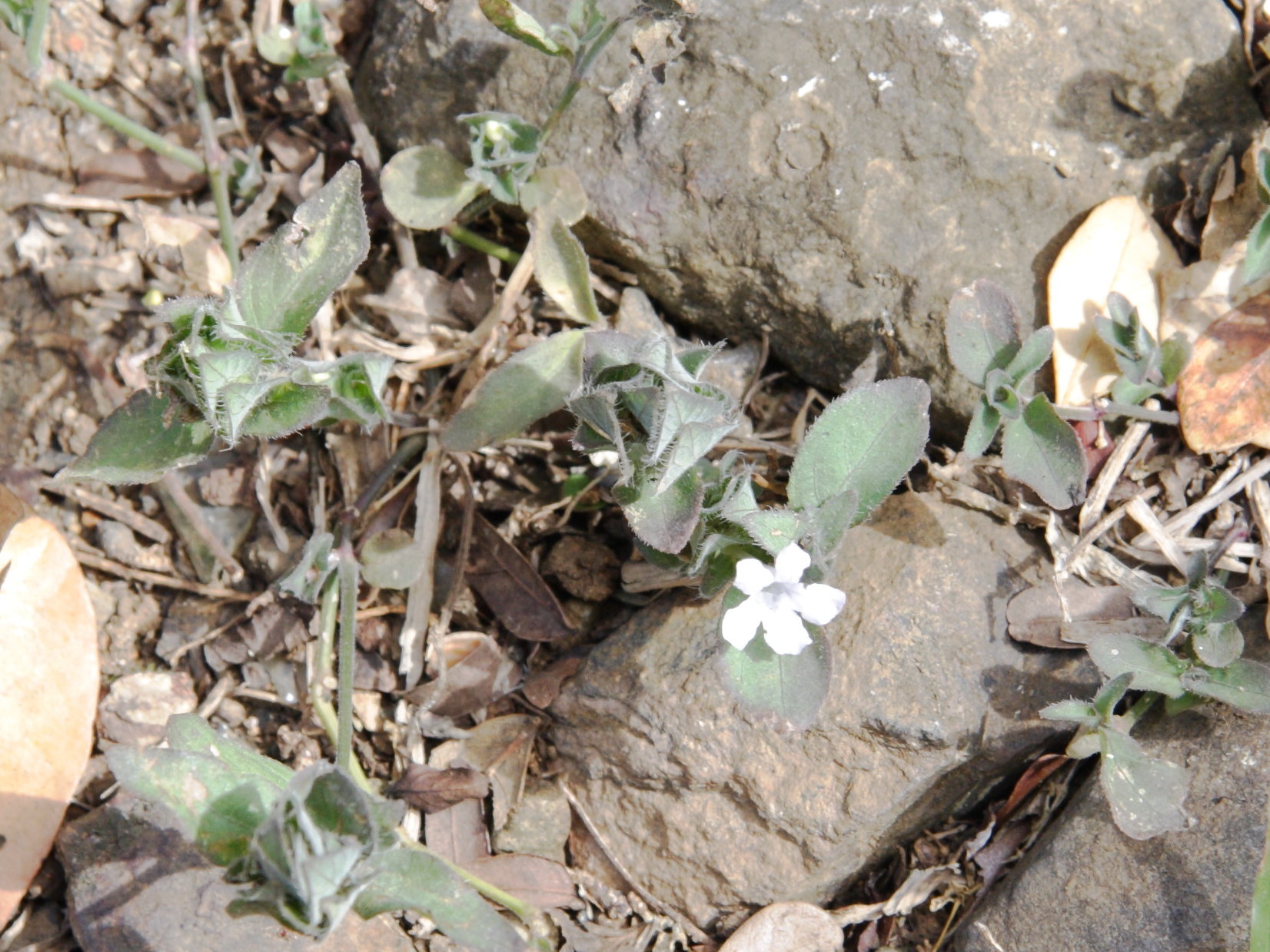 blechum_pyramidatum3md