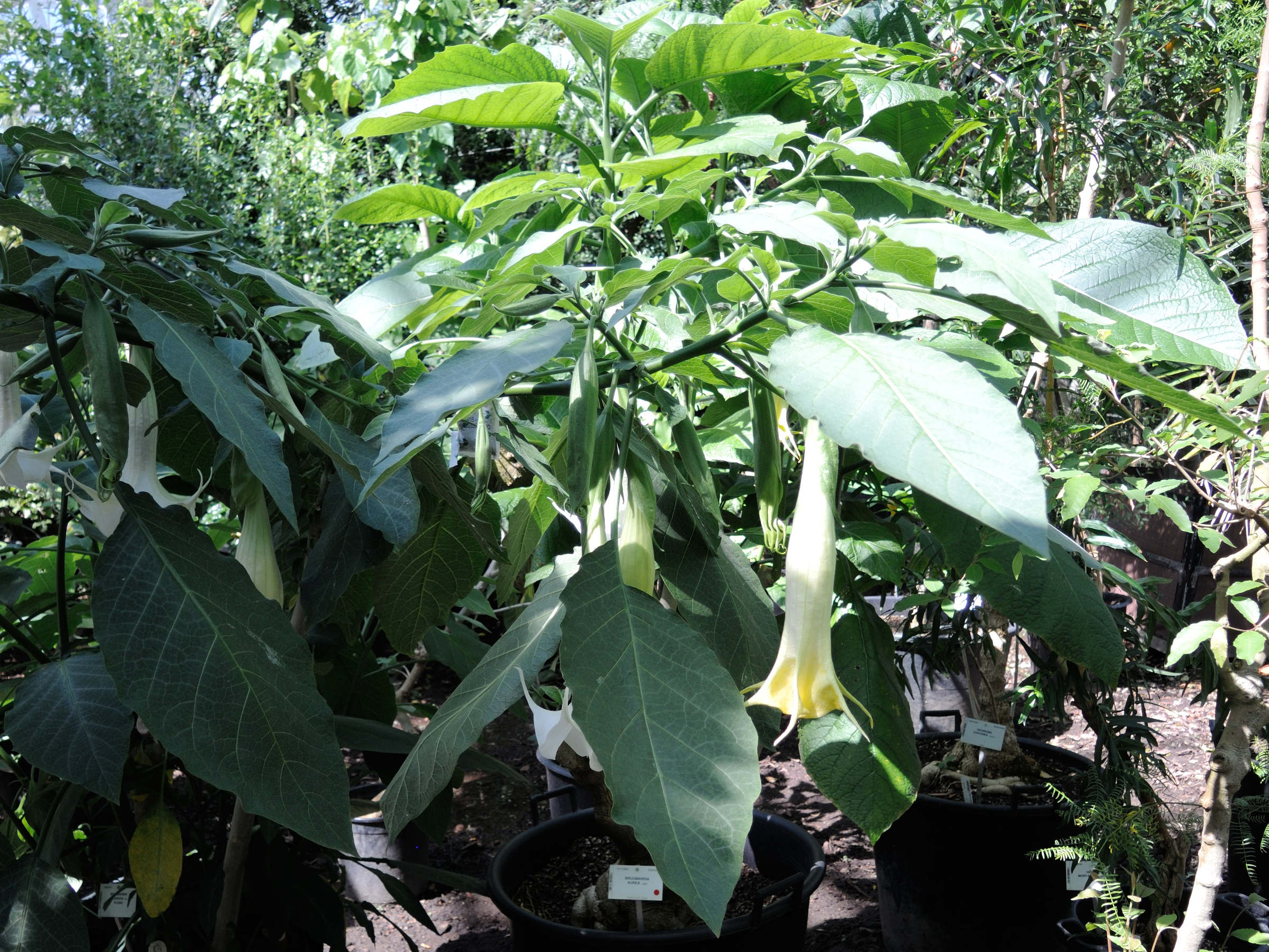 brugmansia_aurea1md