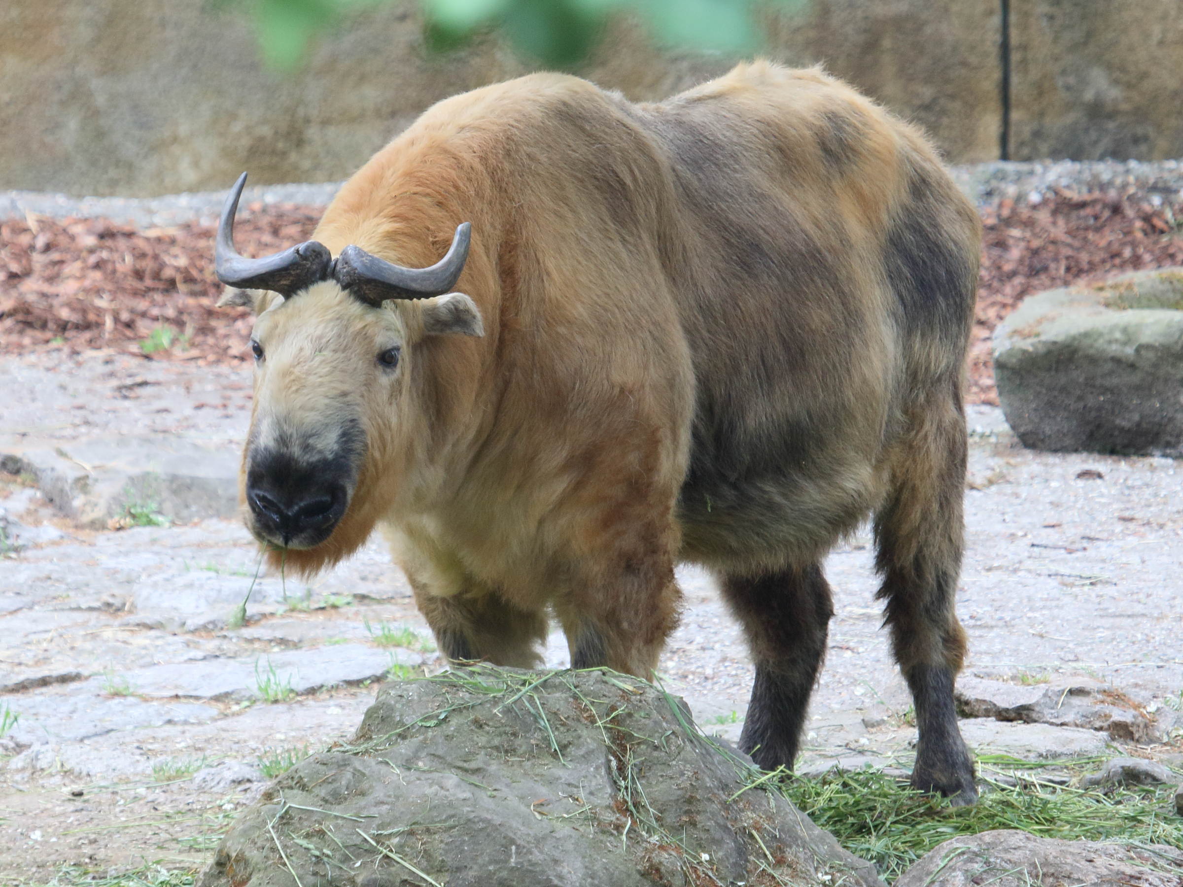 budorcas_taxicolor_tibetana2bd