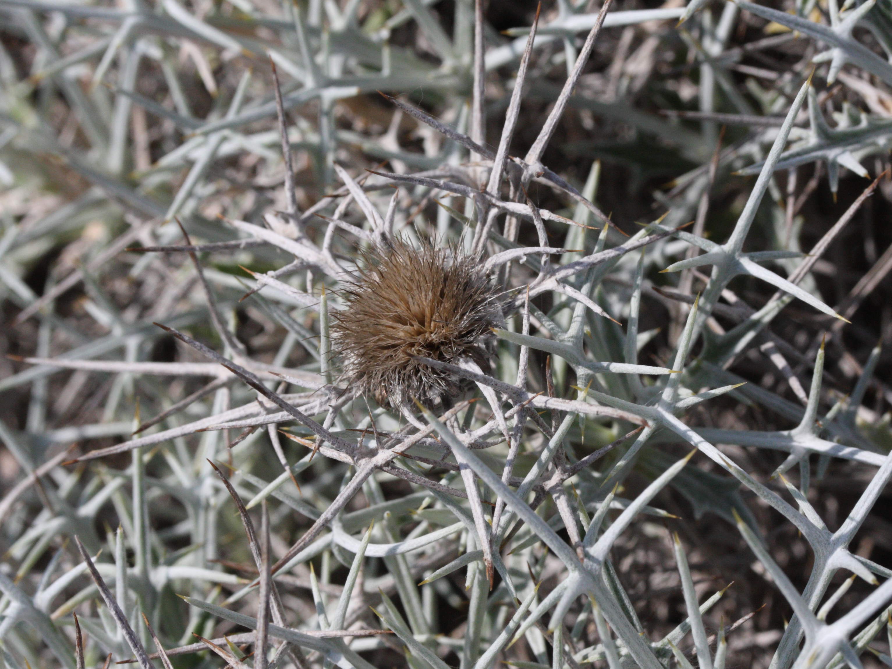 carlina_tragacanthifolia2md