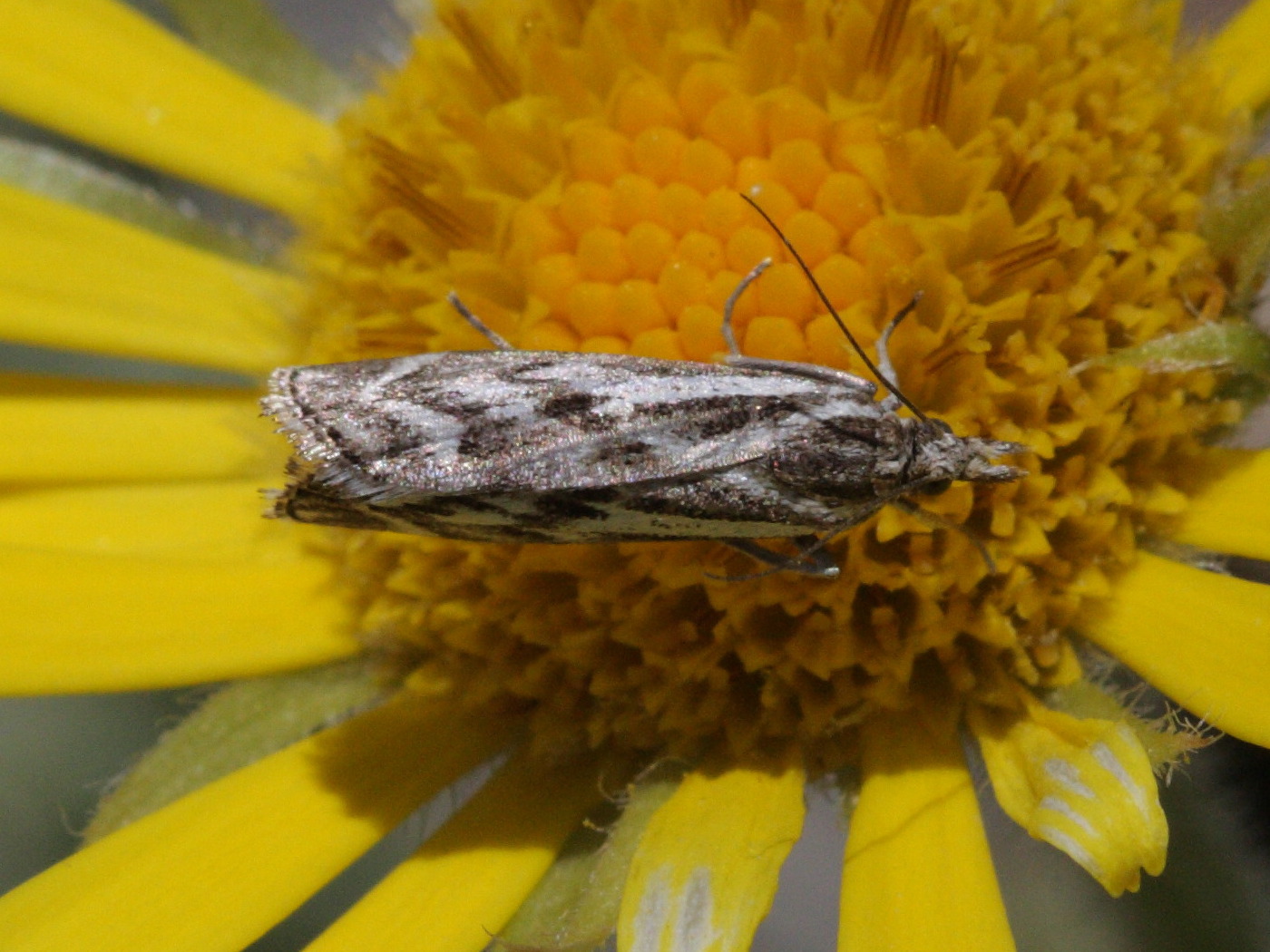 catoptria_zermattensis1bd