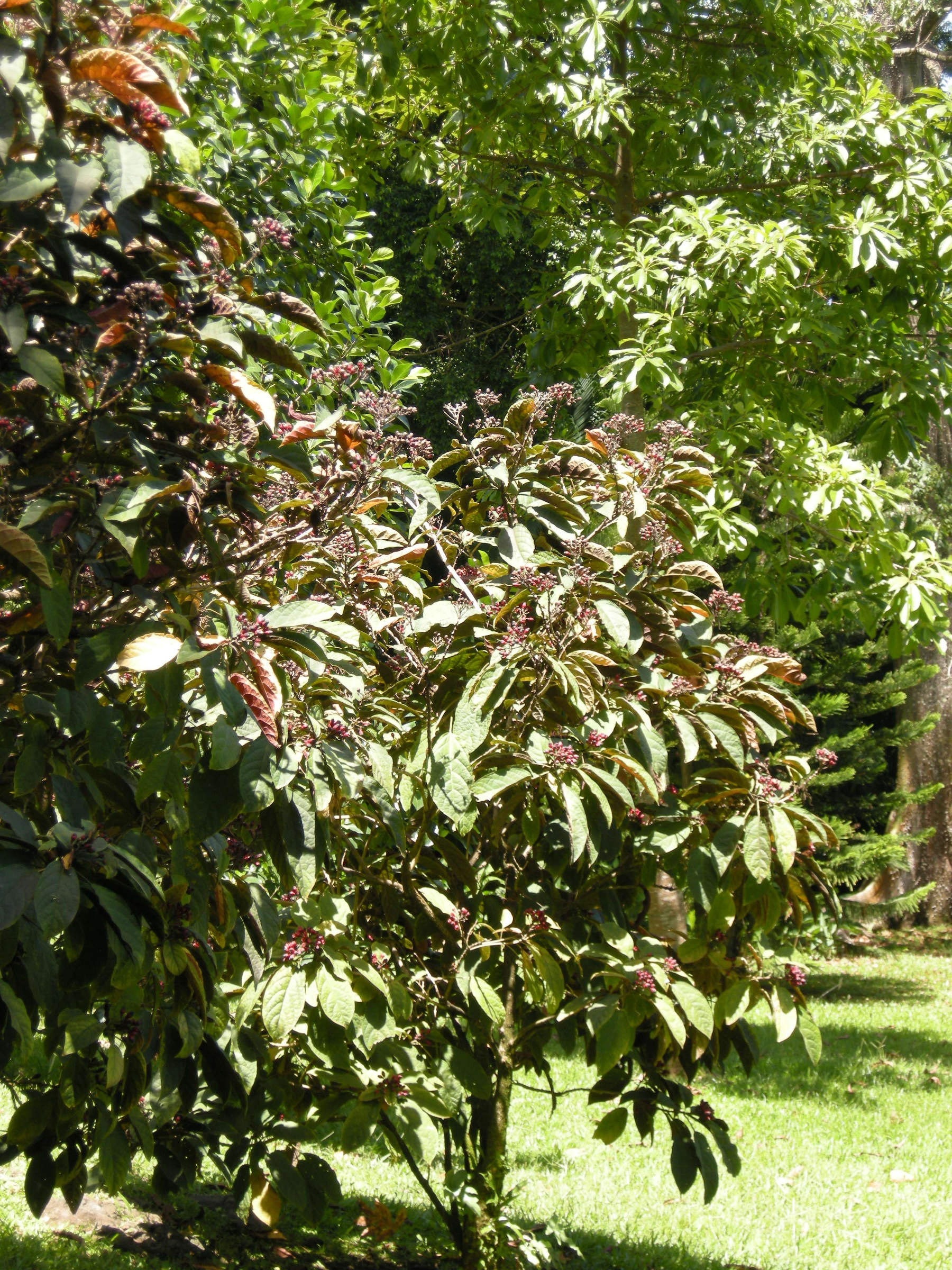 clerodendrum_quadriloculare2md