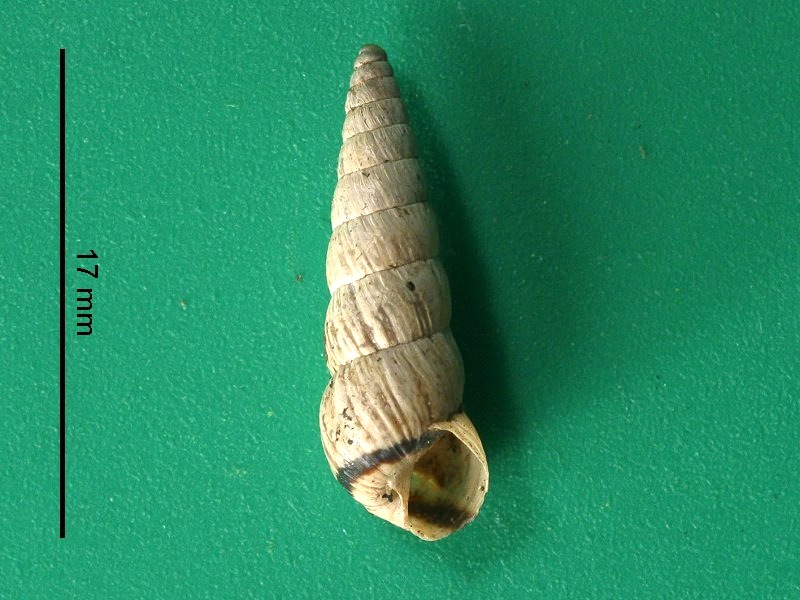 Afficher le média cochlicella_acuta1md cochlicella_acuta1md