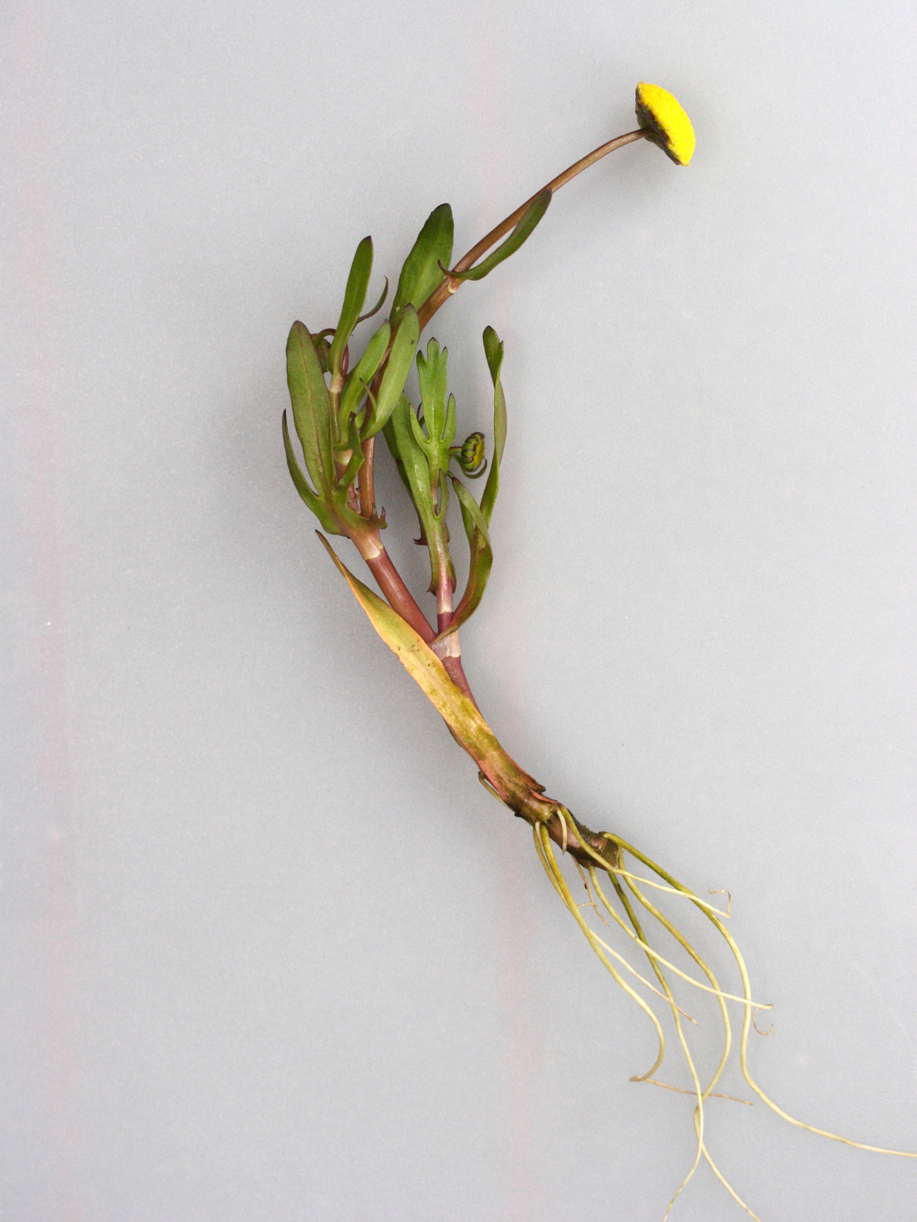 cotula_coronopifolia4md