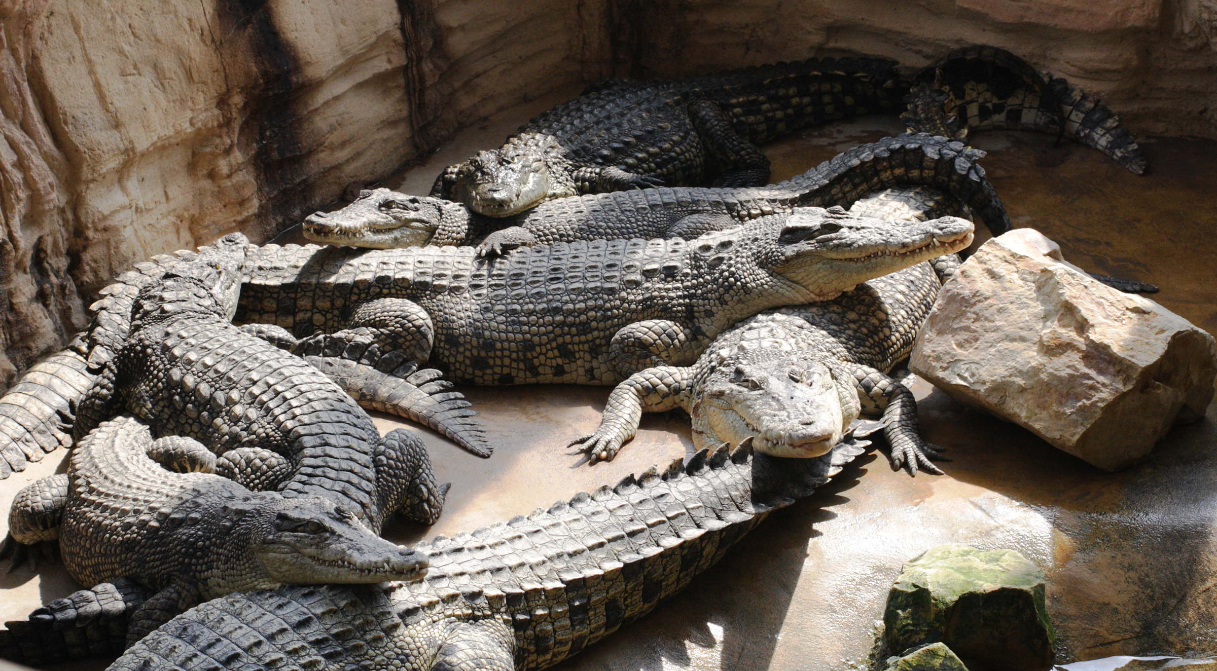 crocodylus_porosus3md