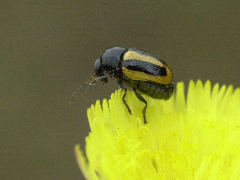 cryptocephalus_vittatus2md
