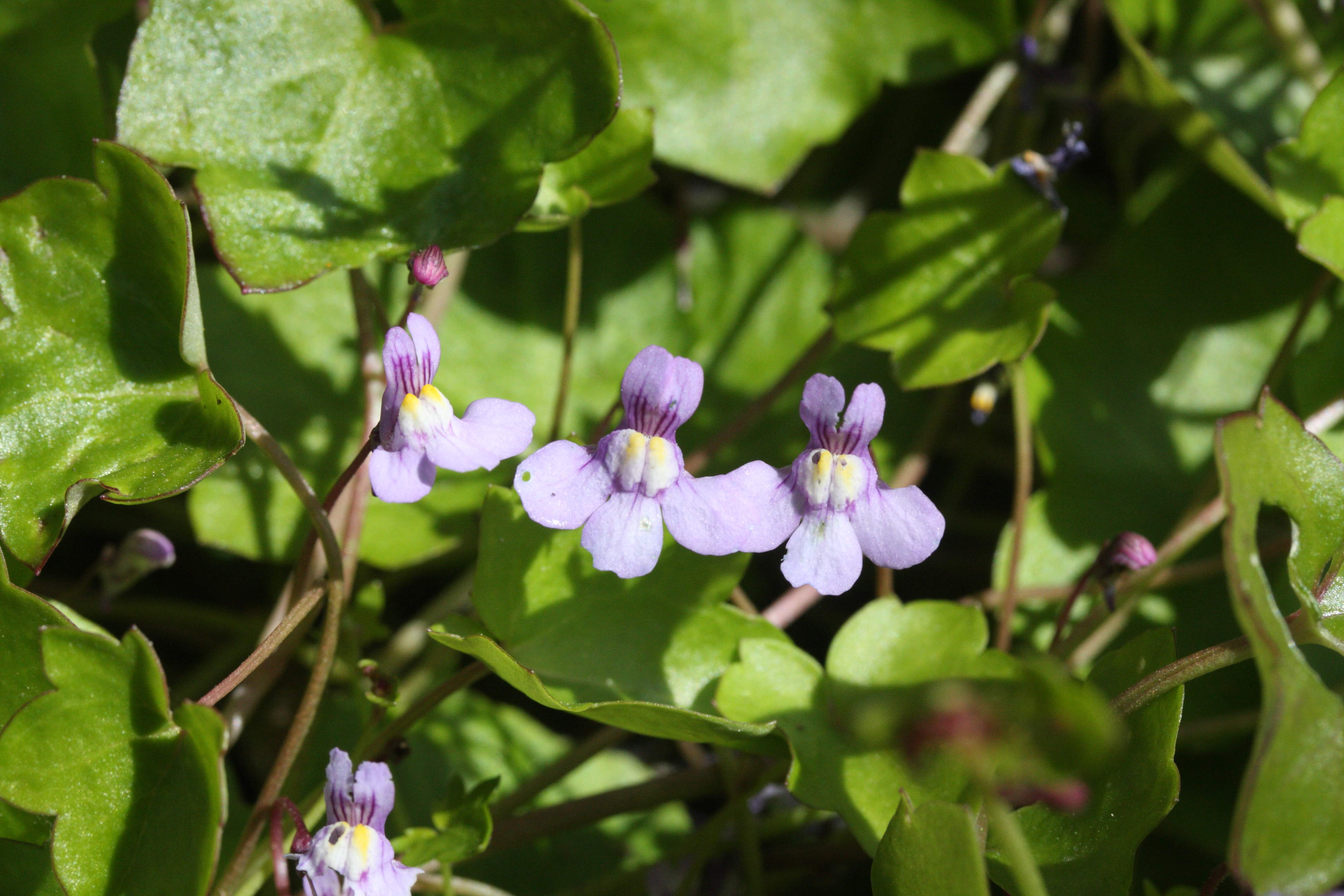 Afficher le média cymbalaria_muralis2md cymbalaria_muralis2md