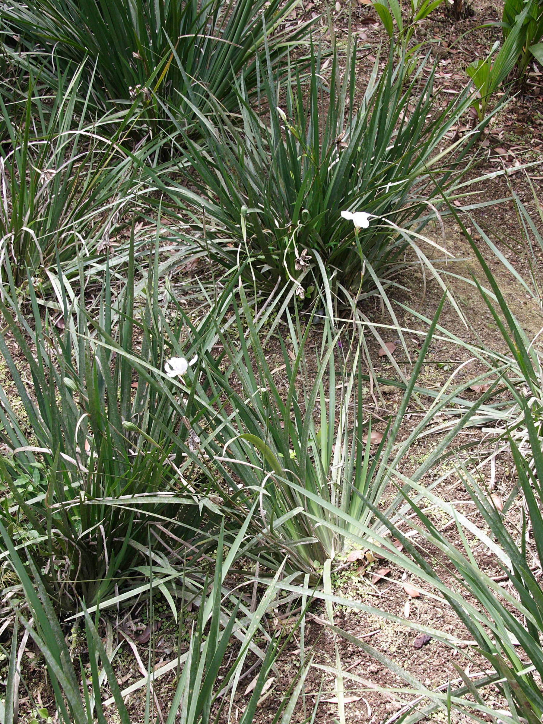 Dietes_grandiflora