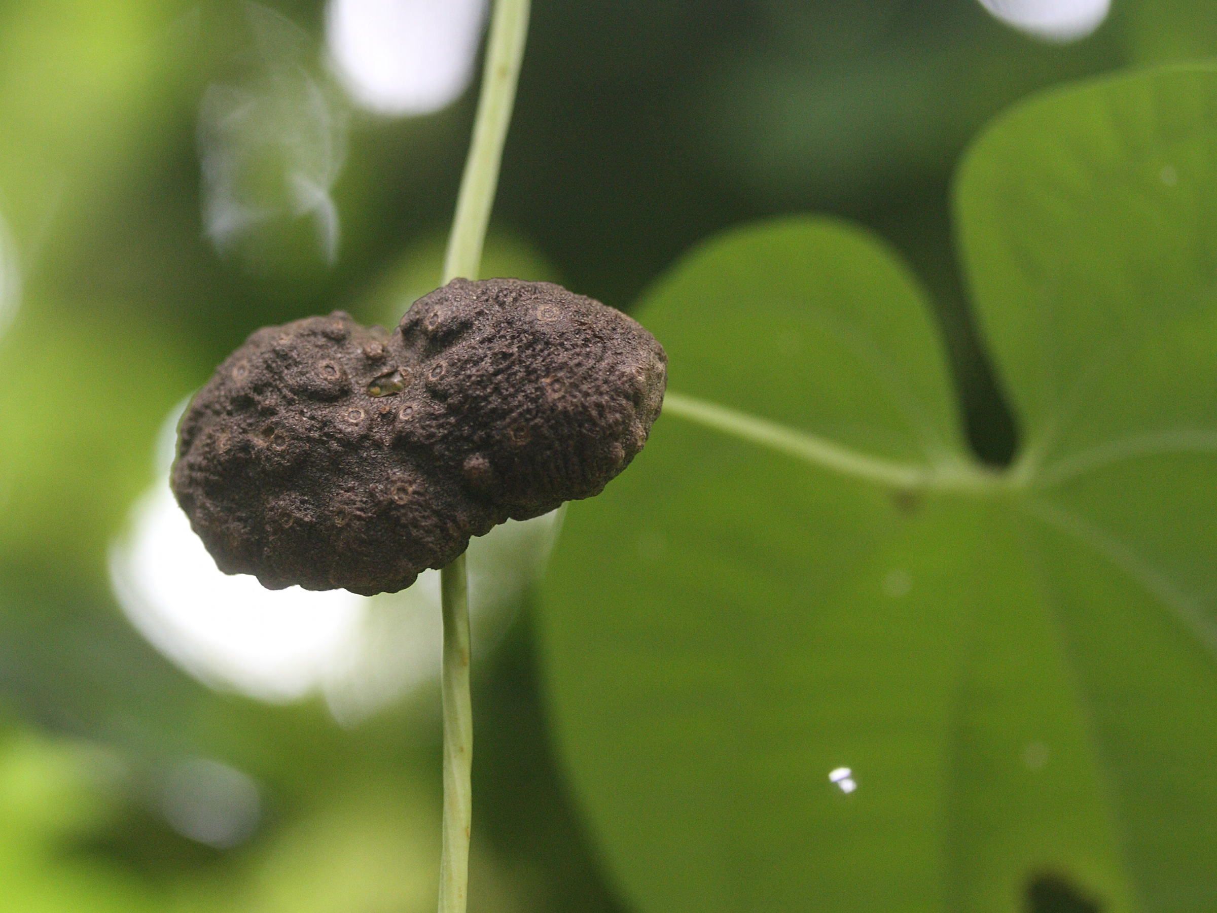 dioscorea_bulbifera1md
