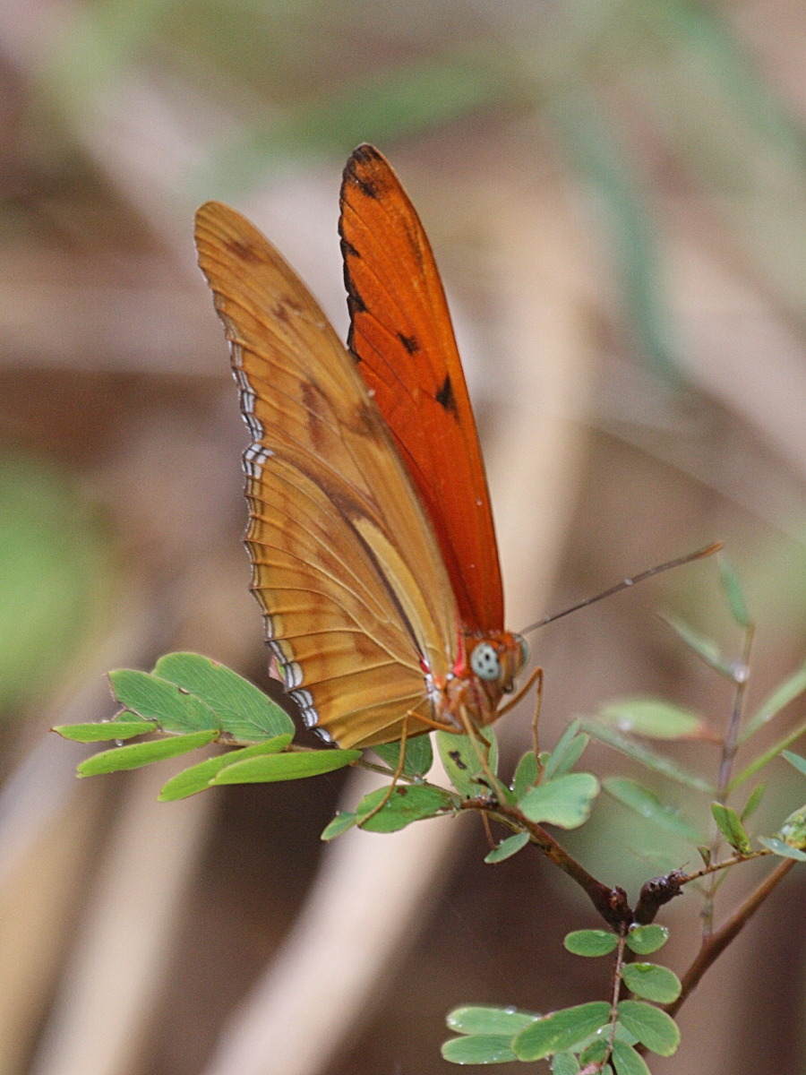 dryas_iulia_martinica2bd