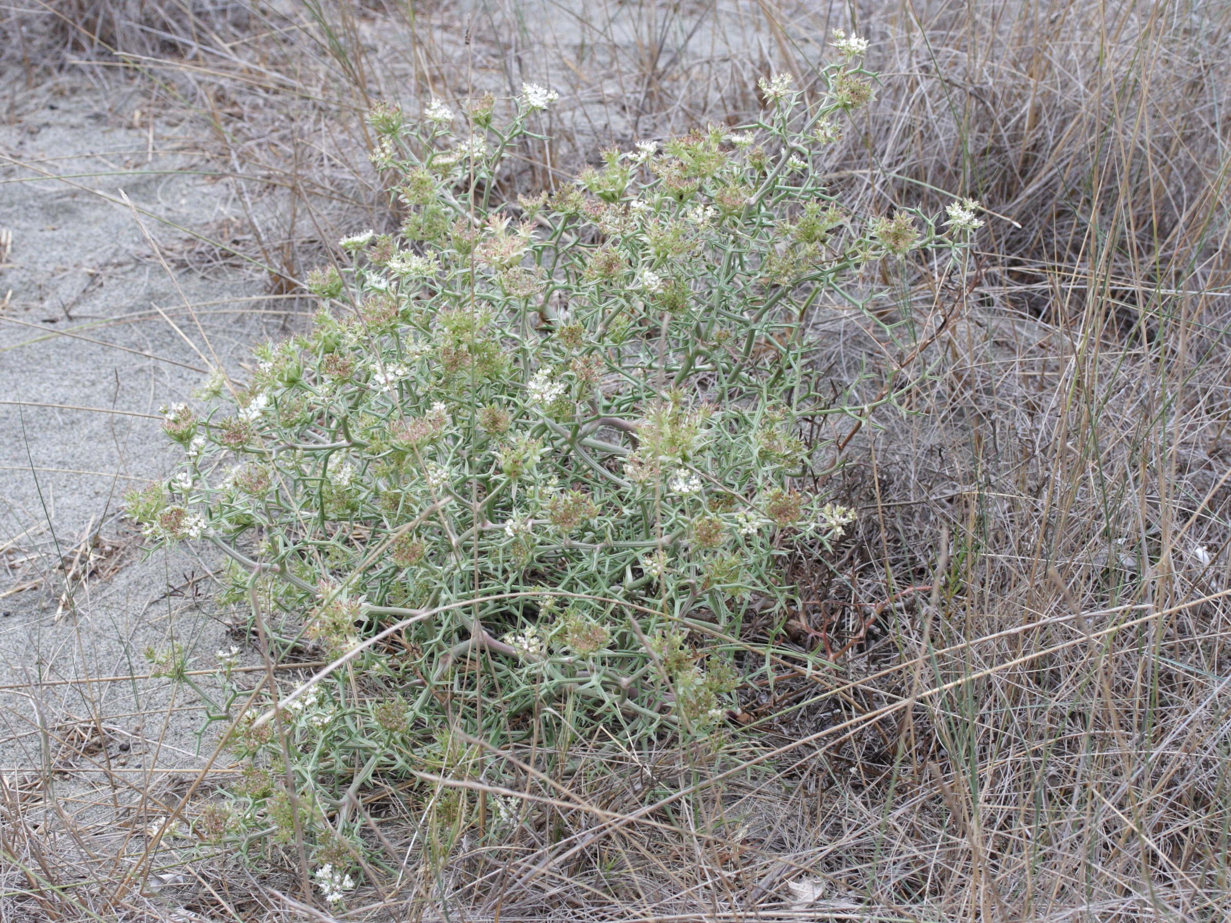 Afficher le média echinophora_spinosa3md echinophora_spinosa3md