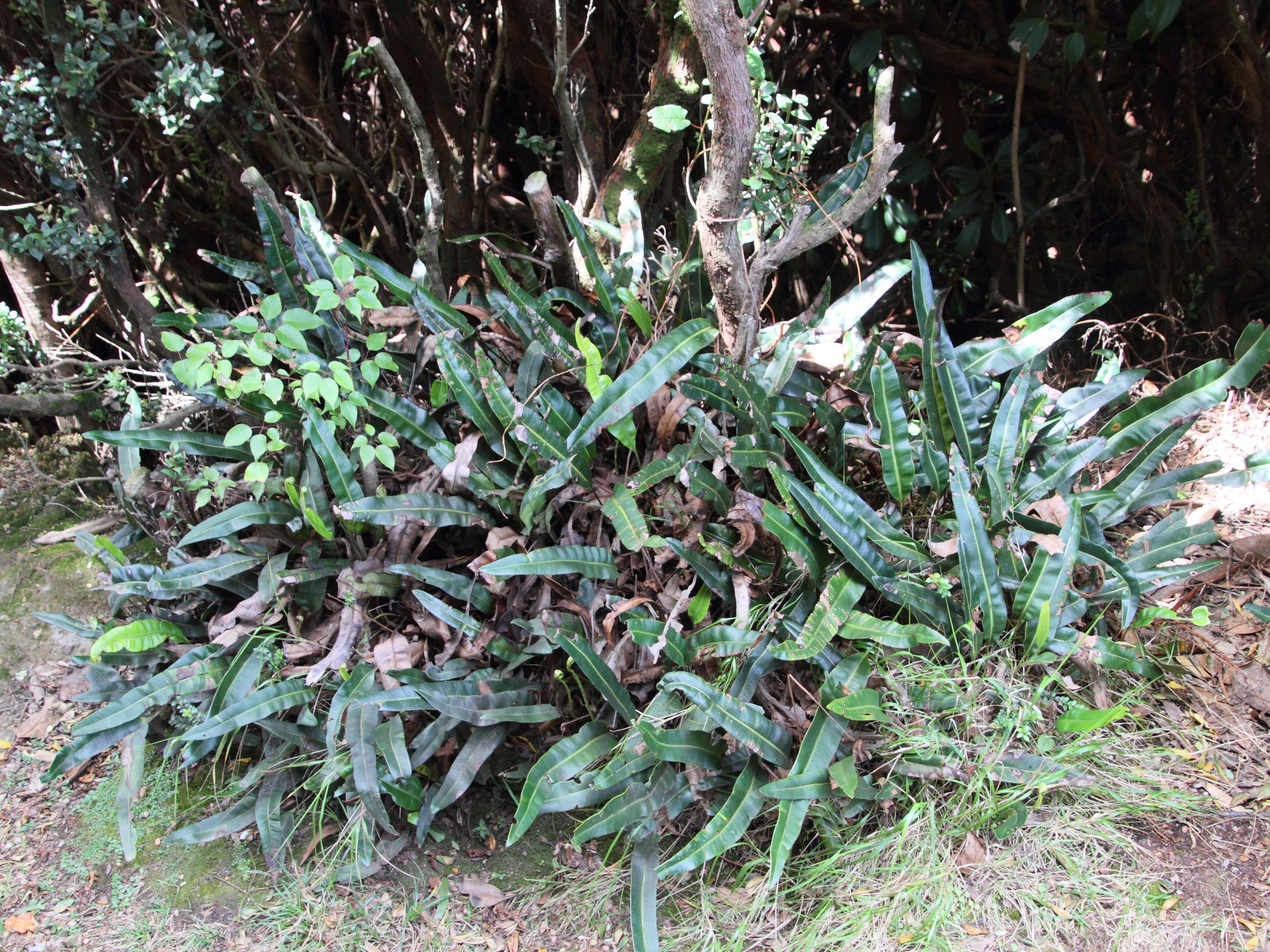 elaphoglossum_lingua1md