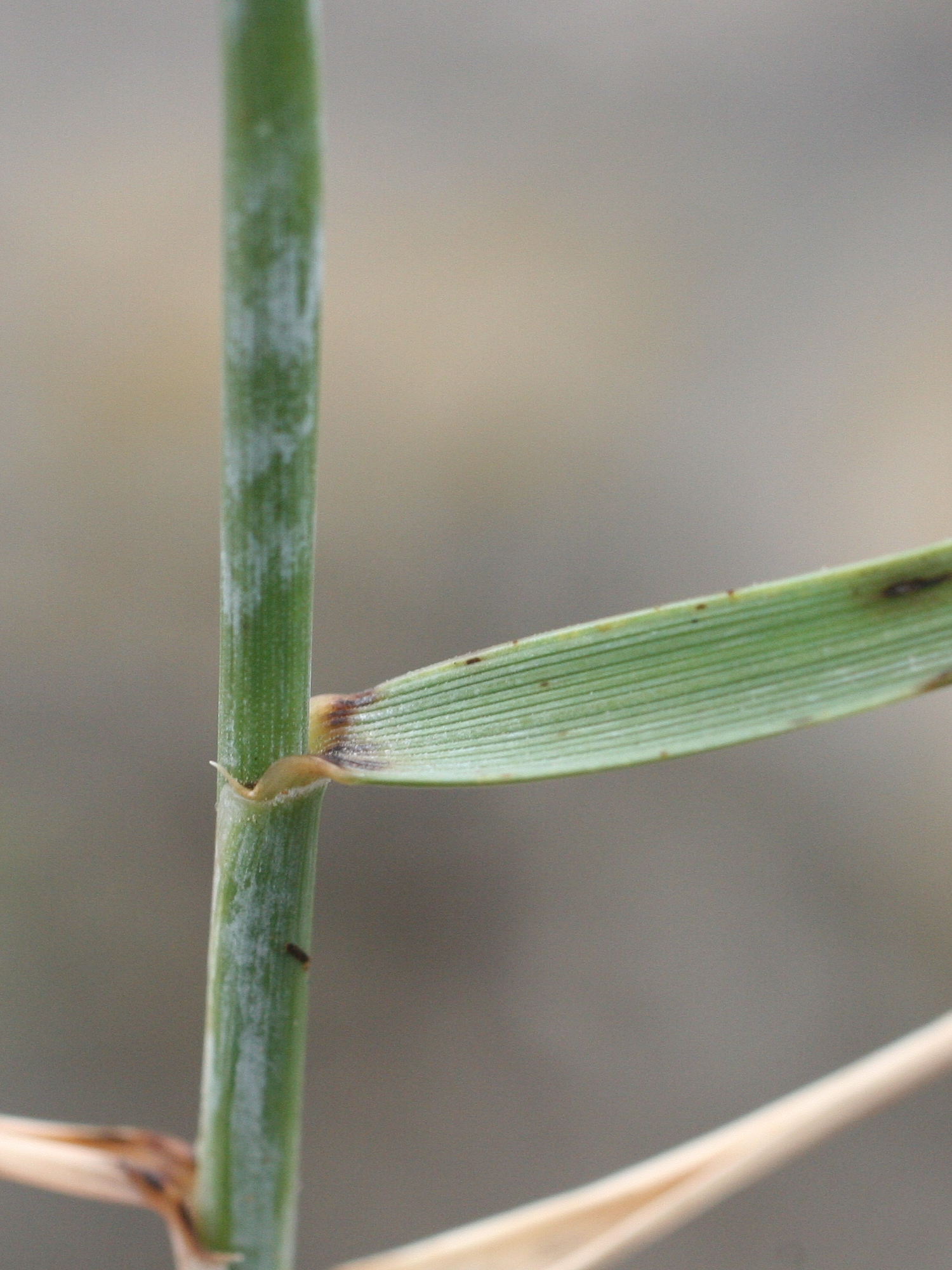 elytrigia_repens_repens2md