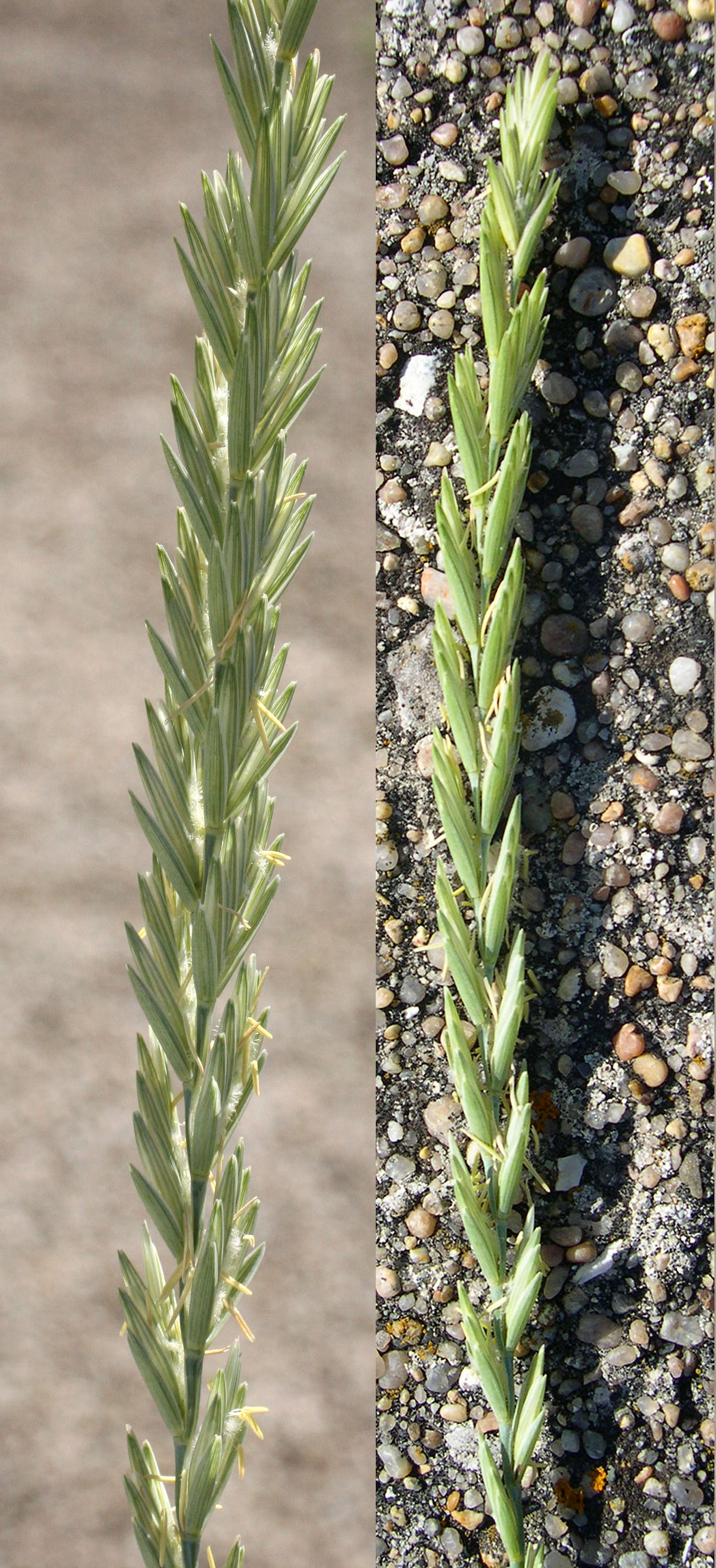 Afficher le média elytrigia_x_laxa2md elytrigia_x_laxa2md