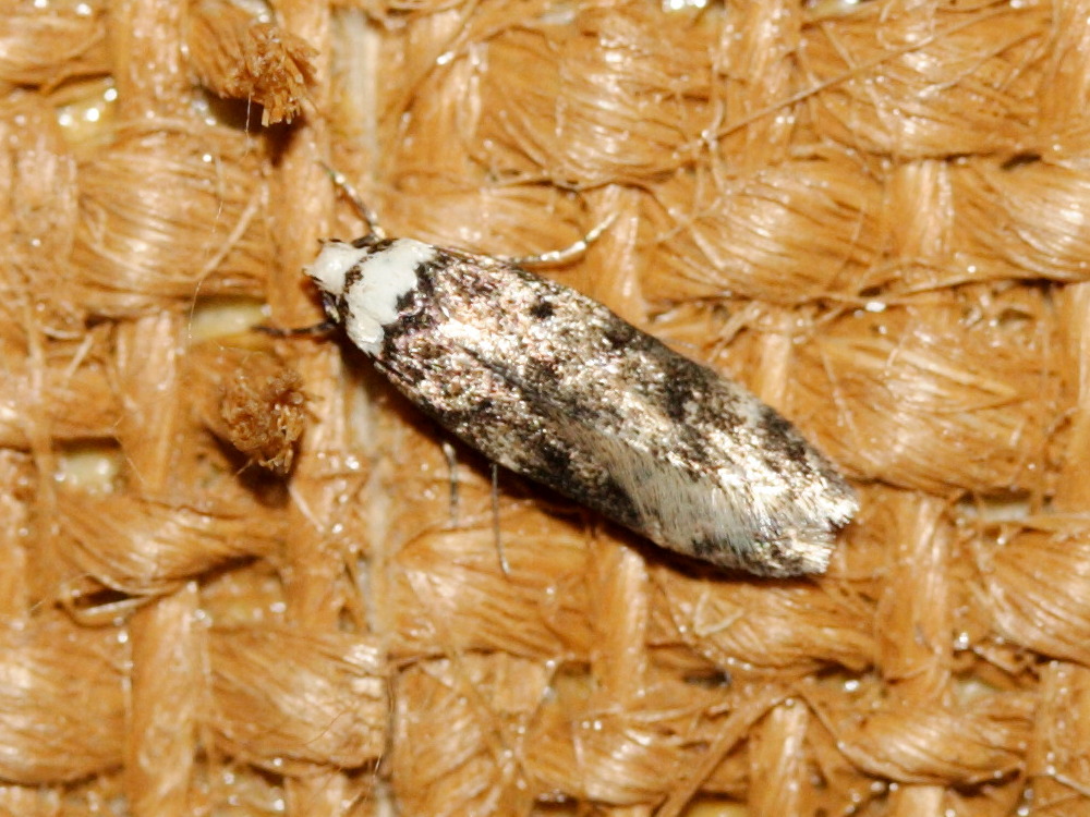 endrosis_sarcitrella3bd