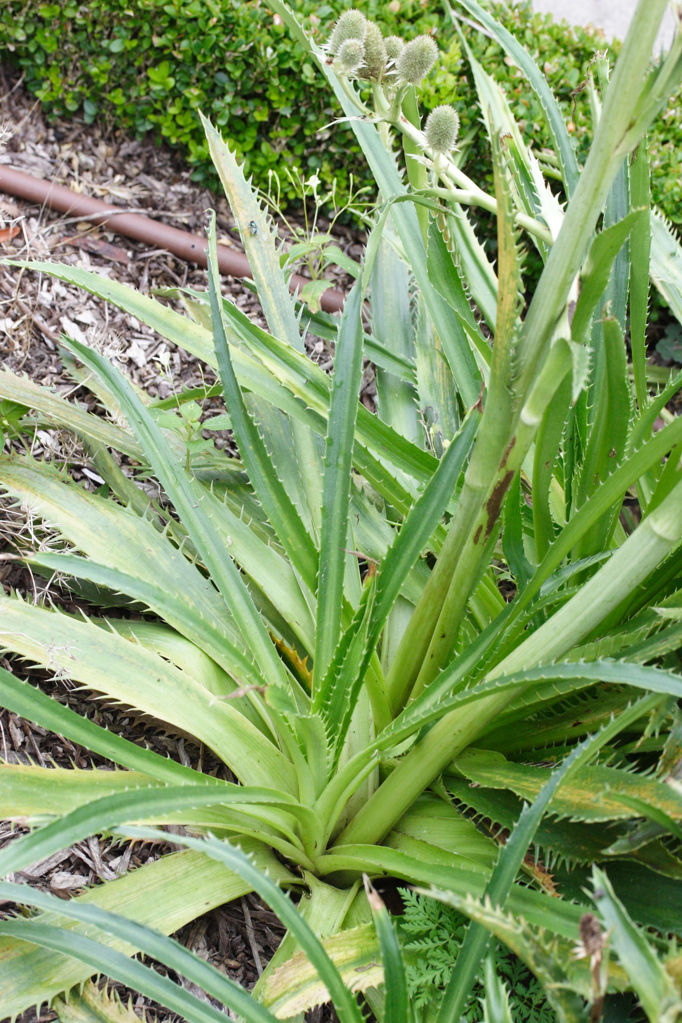Afficher le média eryngium_agavifolium1md eryngium_agavifolium1md