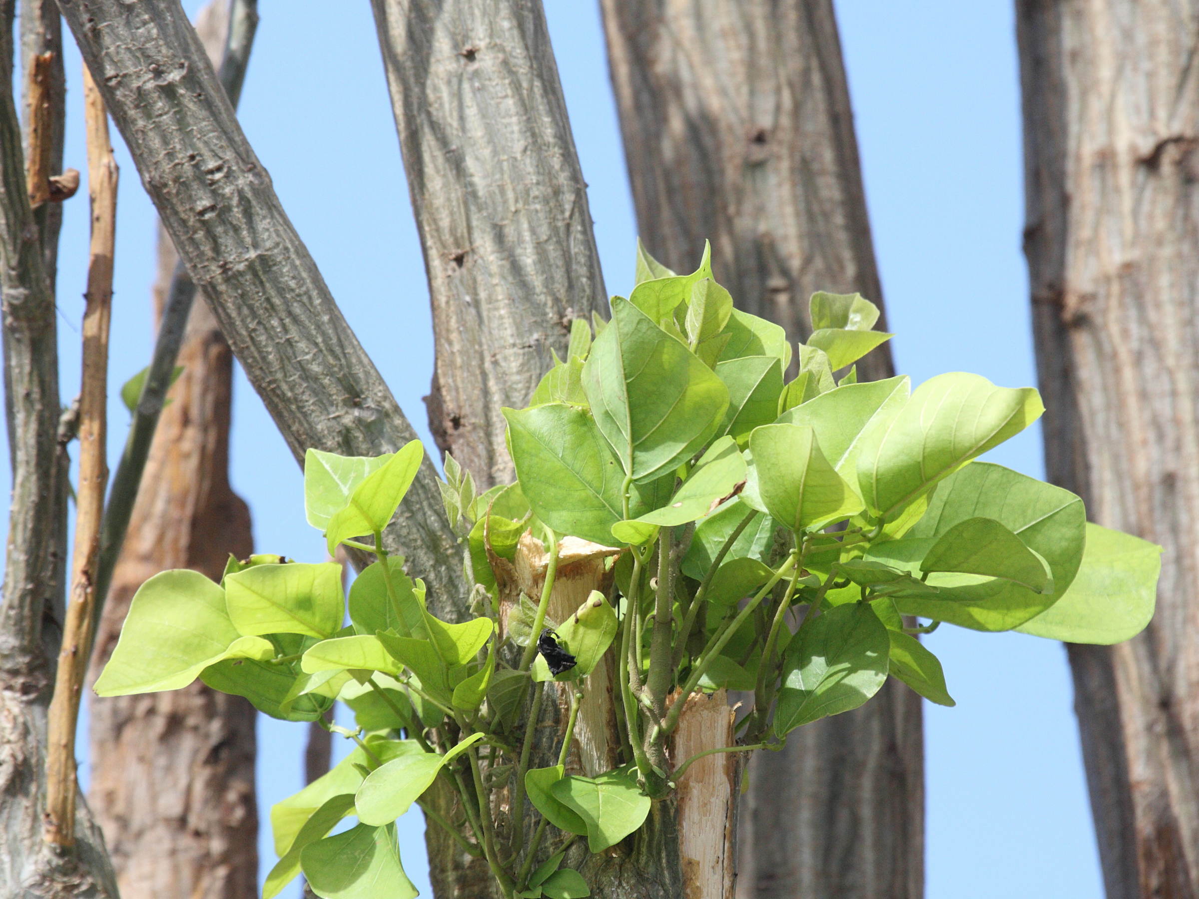 erythrina_corallodendrum3bd