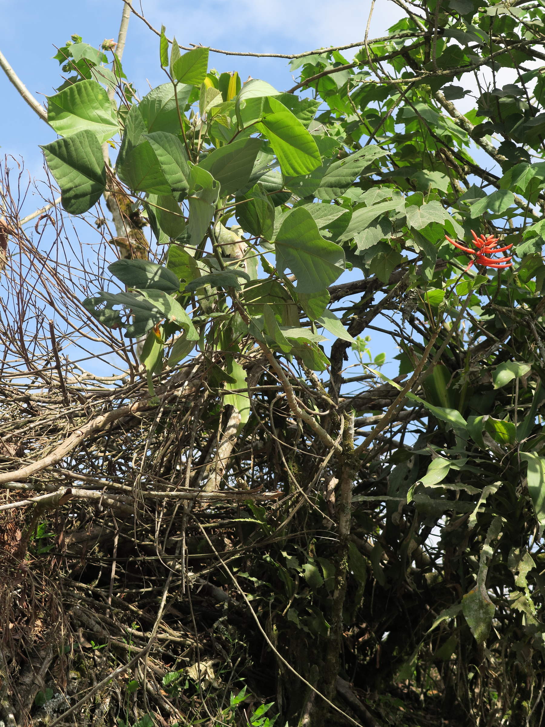 Afficher le média erythrina_costaricensis1md erythrina_costaricensis1md