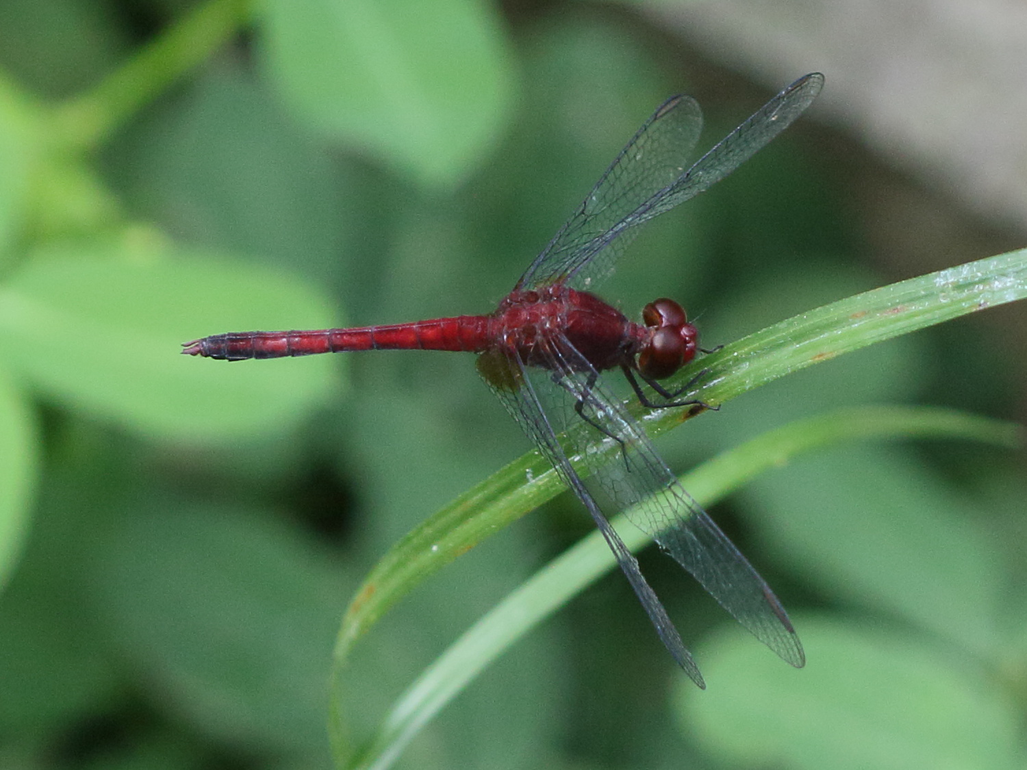 erythrodiplax_fusca2bd