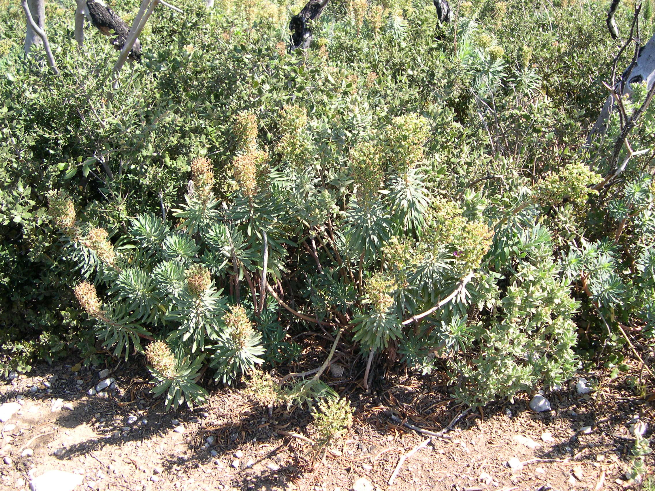 Afficher le média euphorbia_characias1amd euphorbia_characias1amd