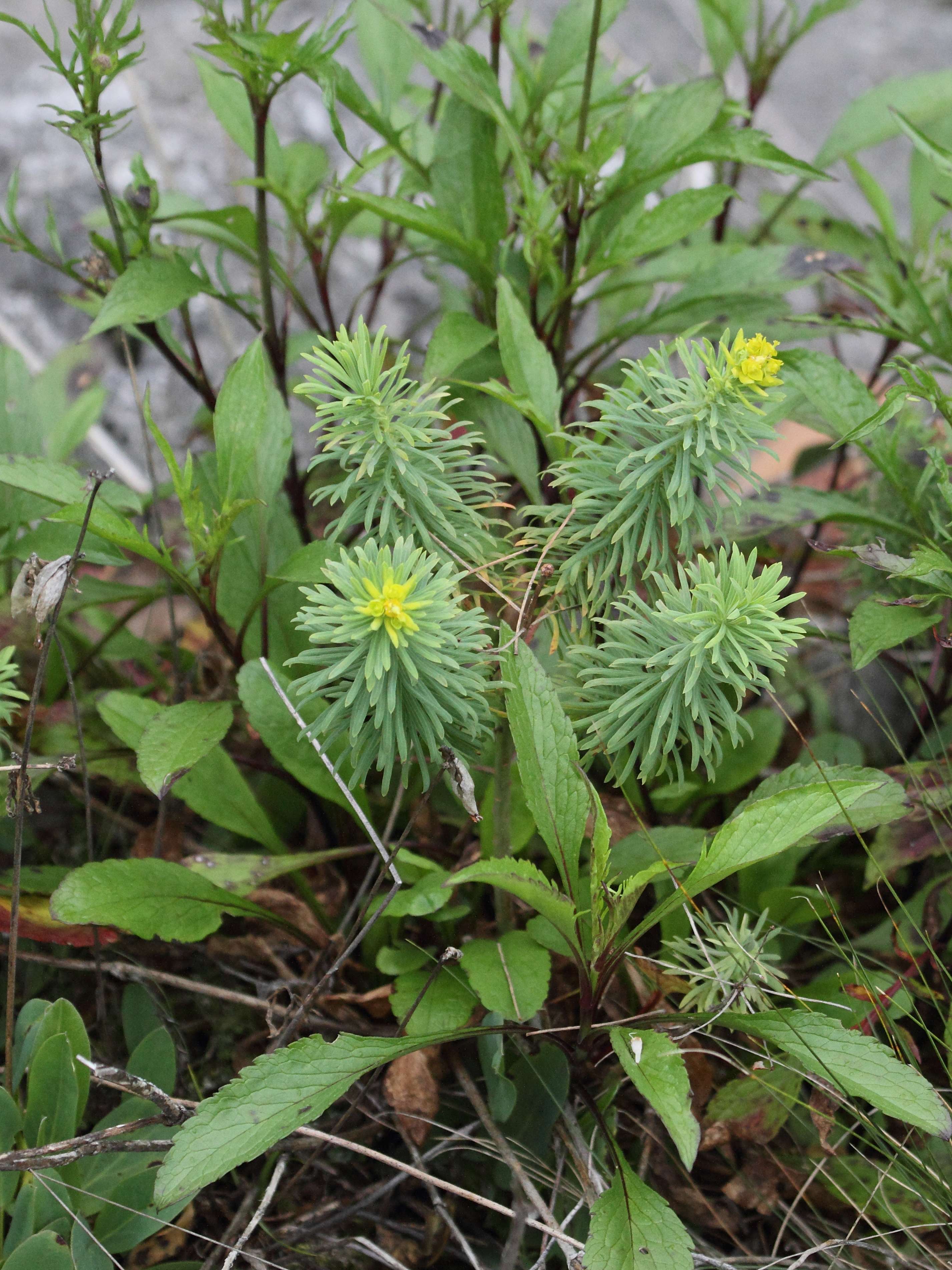 Afficher le média euphorbia_cyparissias6bd euphorbia_cyparissias6bd