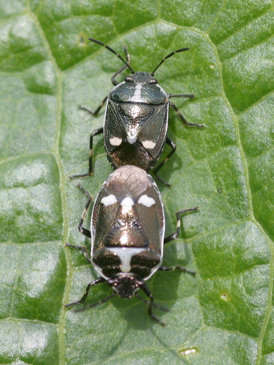 eurydema_oleracea4bd