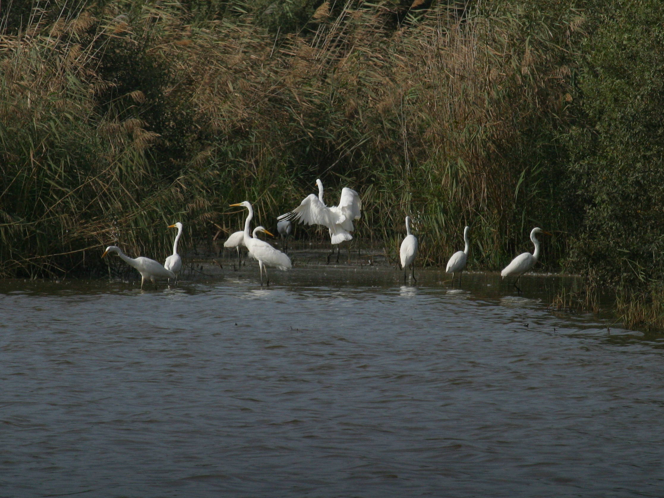 grande_aigrette_-_ardea_alba2bd