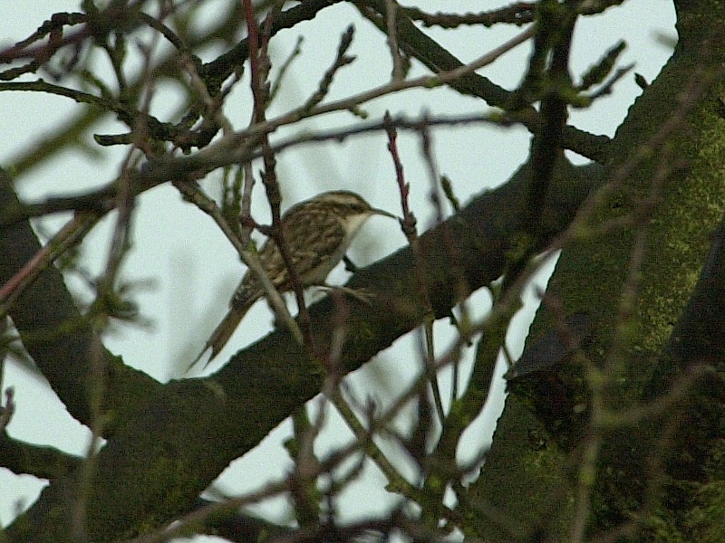 grimpereau_des_jardins_-_certhia_brachydactyla1md