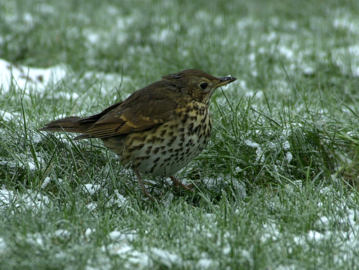 grive_musicienne_-_turdus_philomelos2md