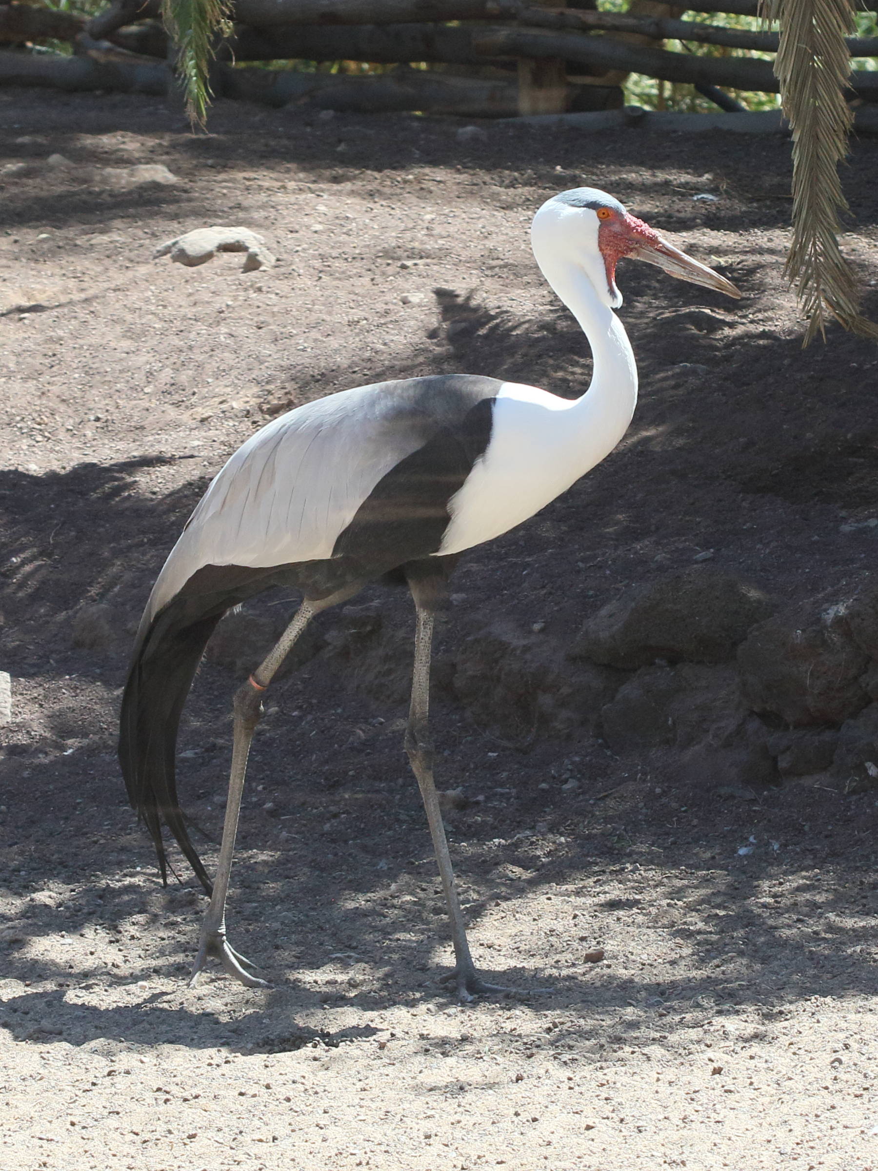 grue_caronculee_-_bugeranus_carunculatus4bd