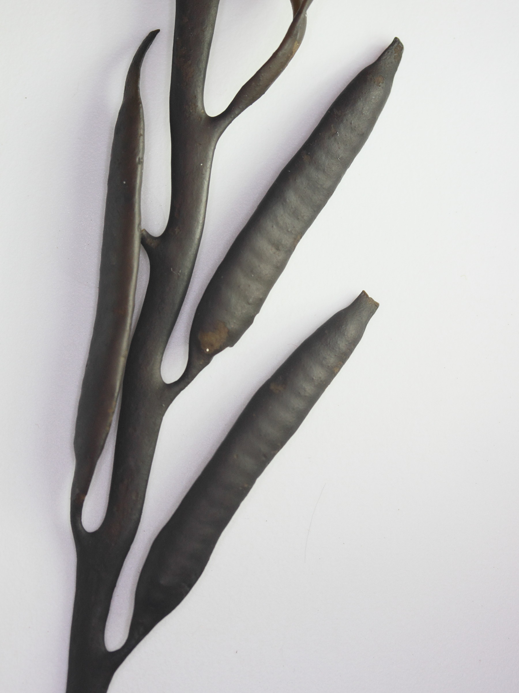 Afficher le média halidrys_siliquosa3md halidrys_siliquosa3md