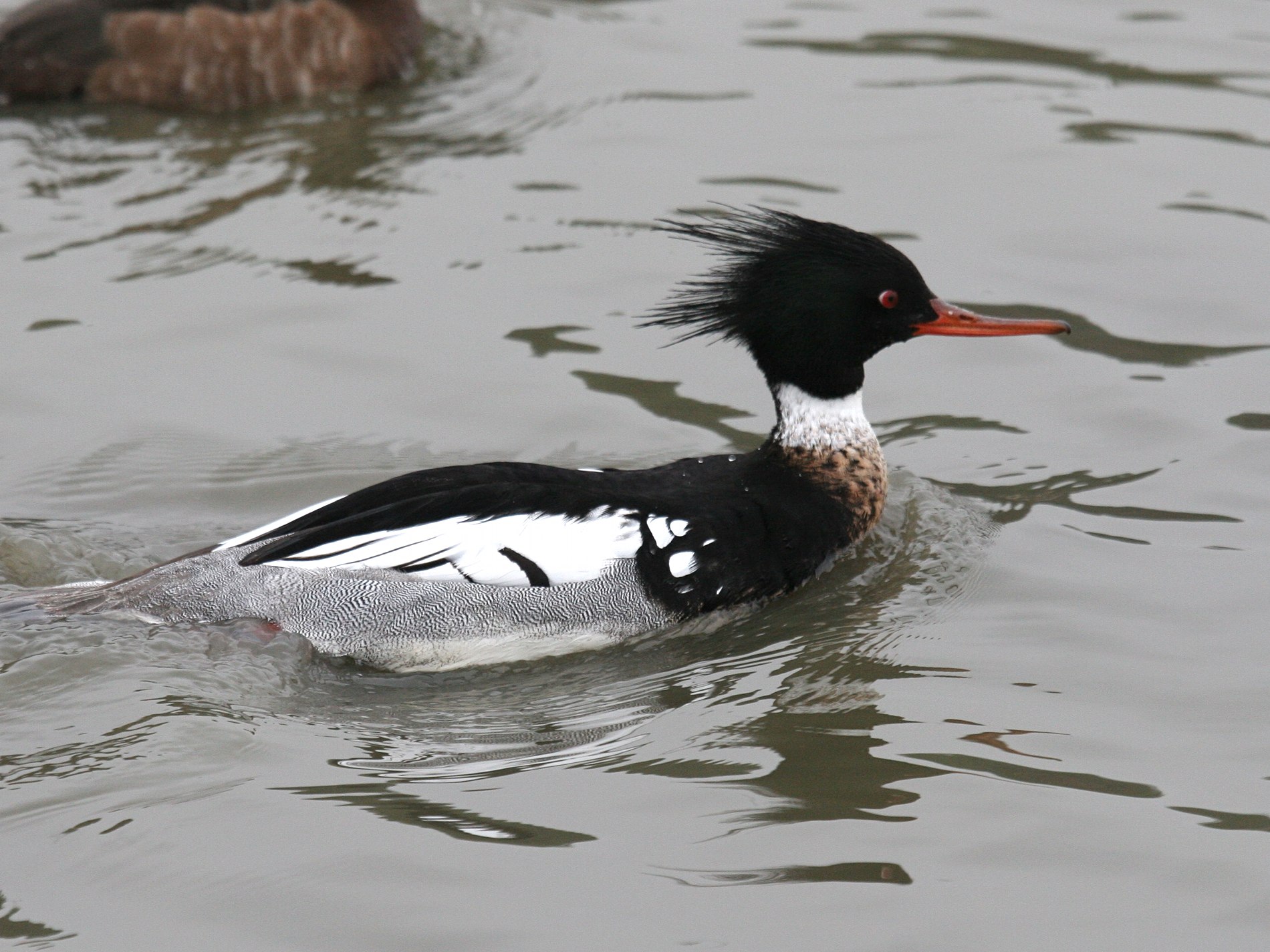 harle_huppe_-_mergus_serrator1md