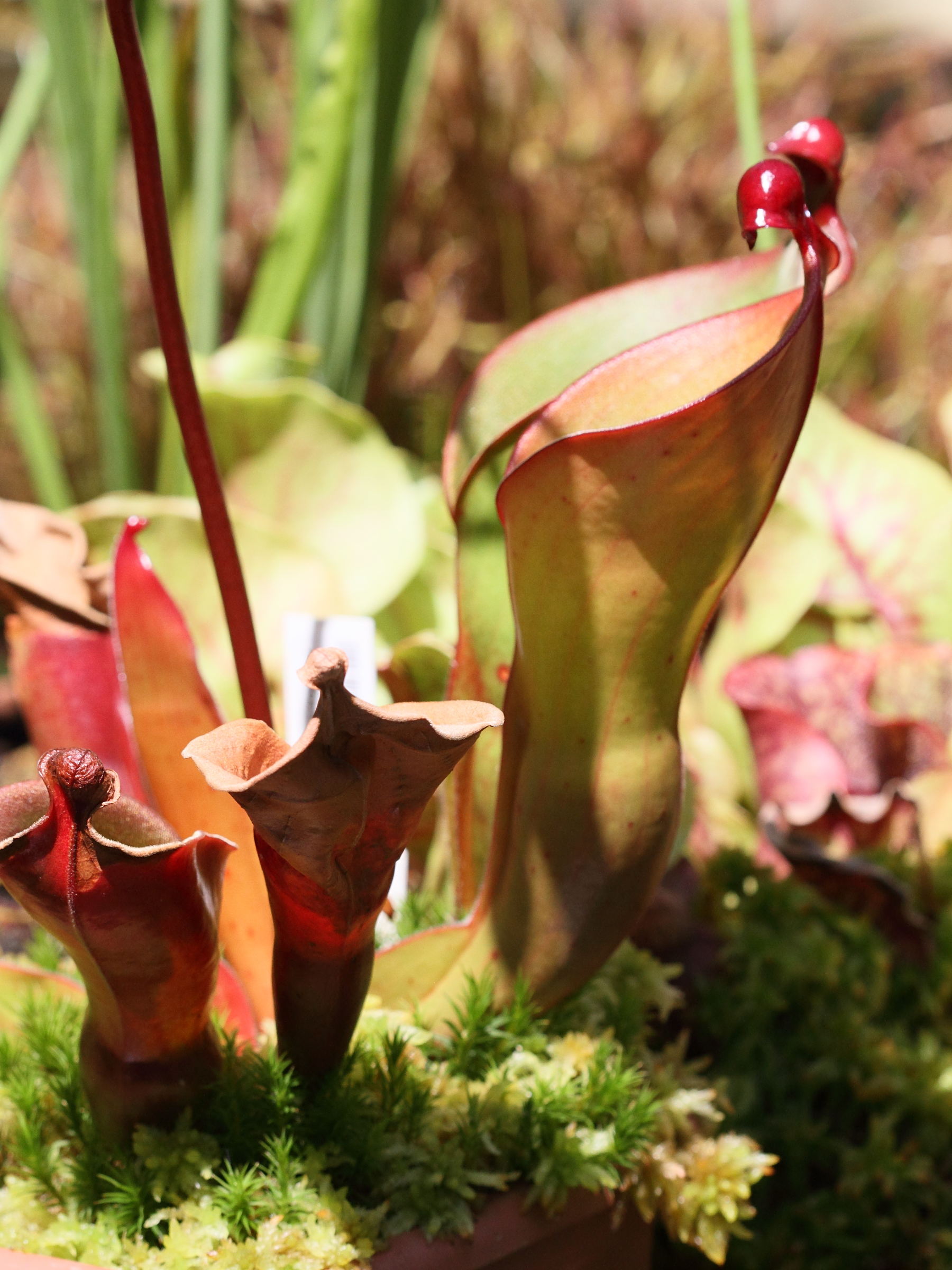 Afficher le média heliamphora_heterodoxa1bd heliamphora_heterodoxa1bd