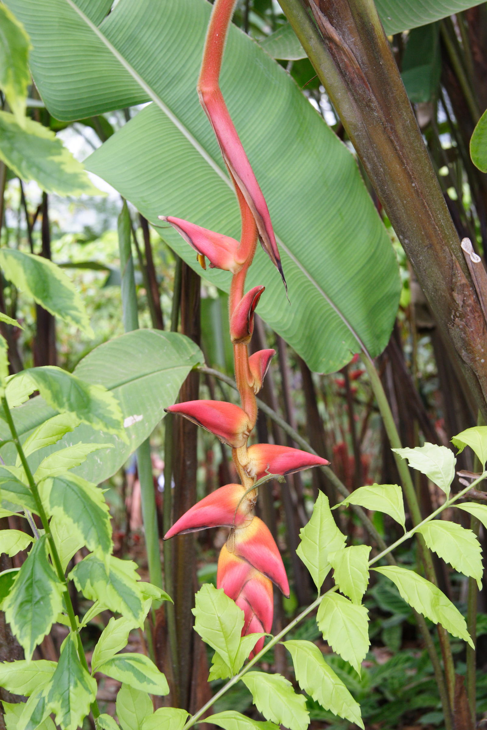 heliconia_collinsiana2md
