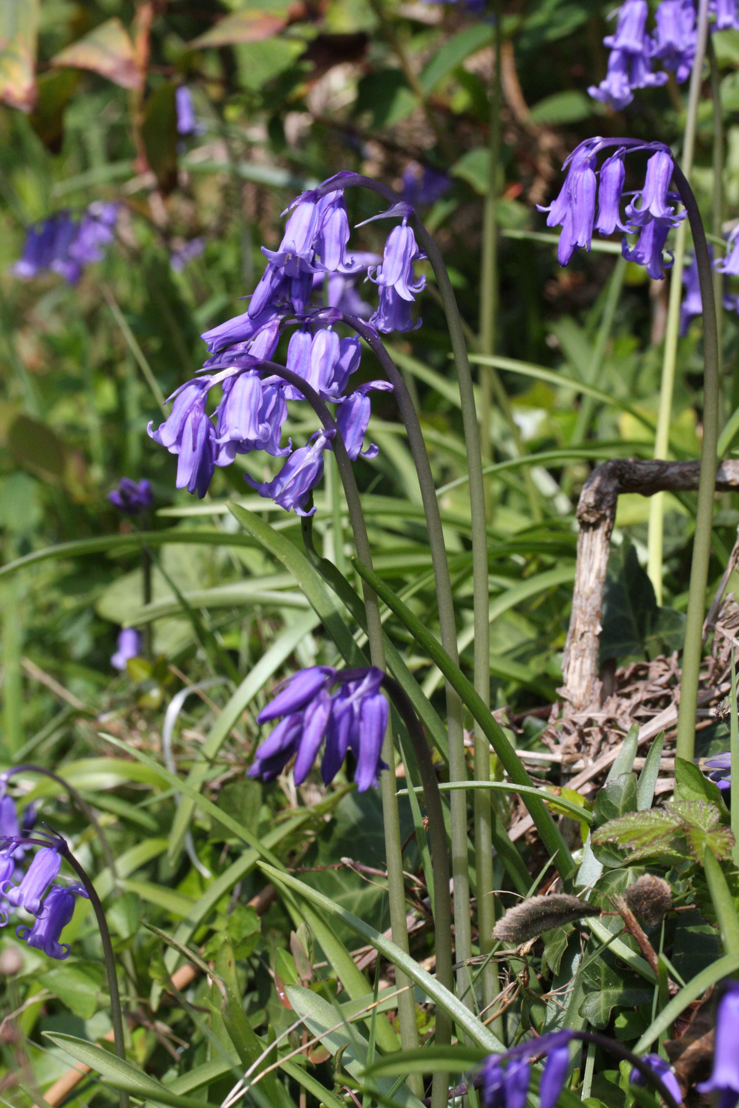 Afficher le média Hyacinthoides_non-scripta ssp. non-scripta Hyacinthoides_non-scripta ssp. non-scripta