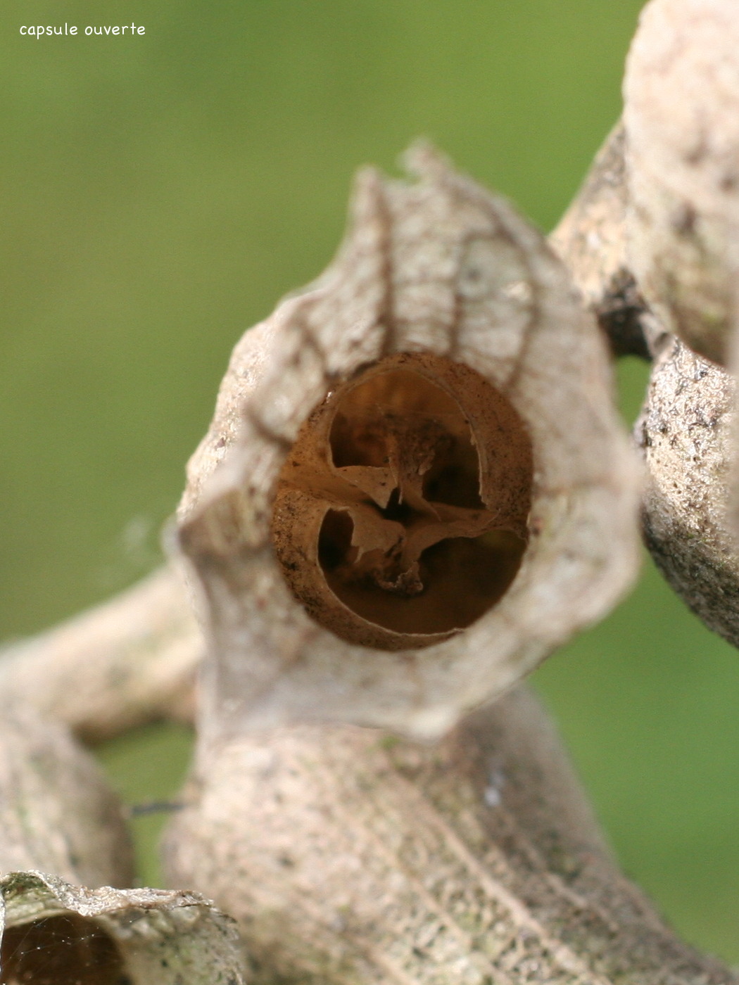 Afficher le média hyoscyamus_niger2md hyoscyamus_niger2md