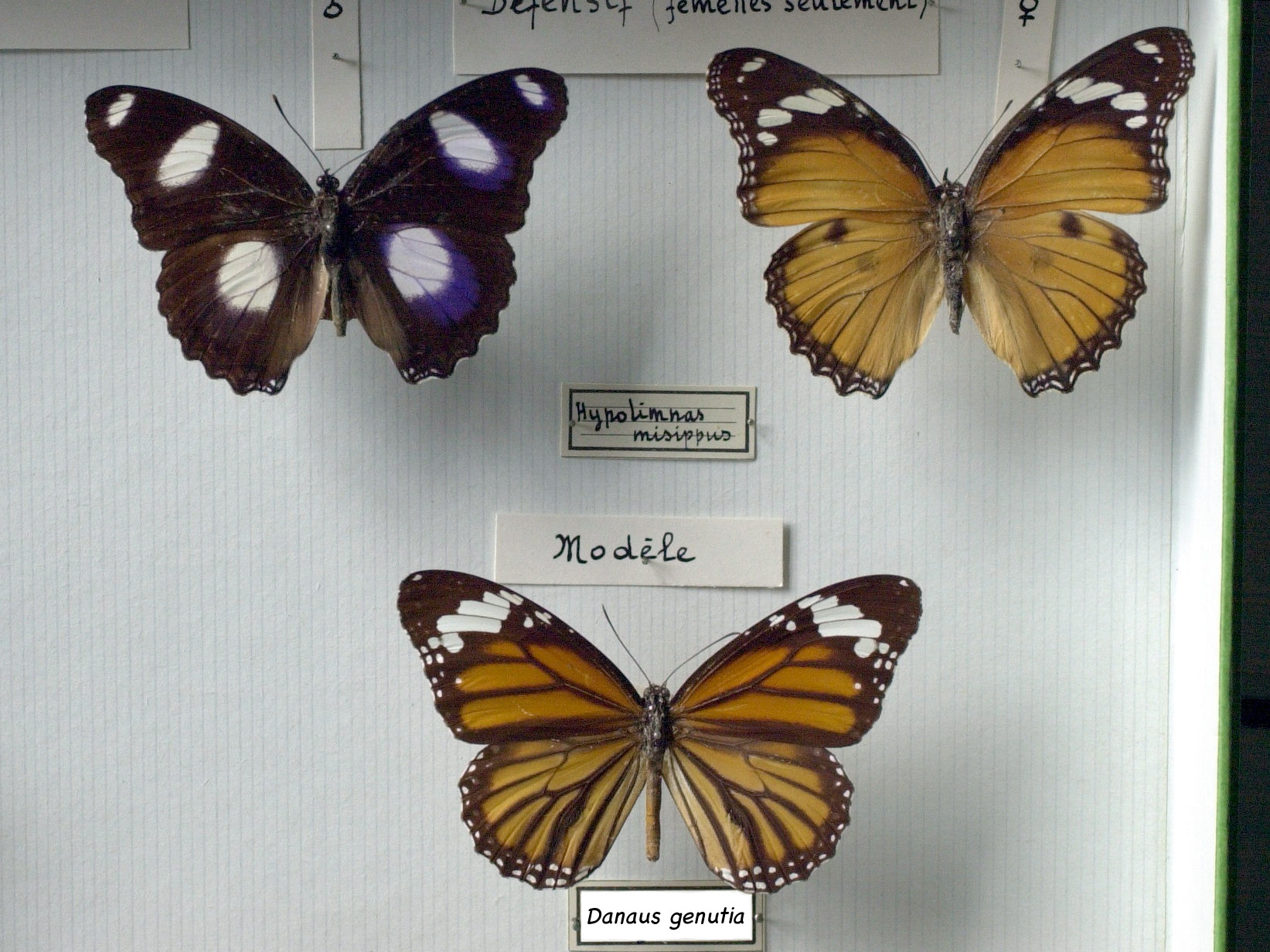 hypolimnas_misippus1md