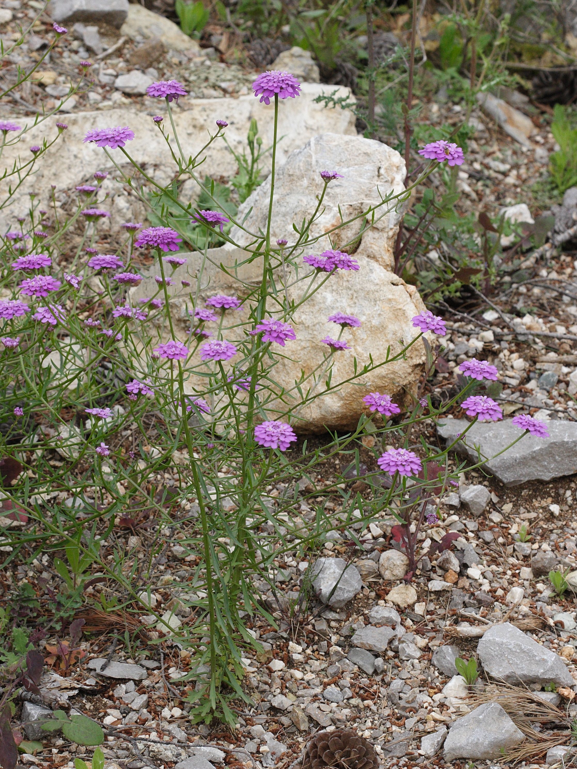 Afficher le média iberis_umbellata7md iberis_umbellata7md