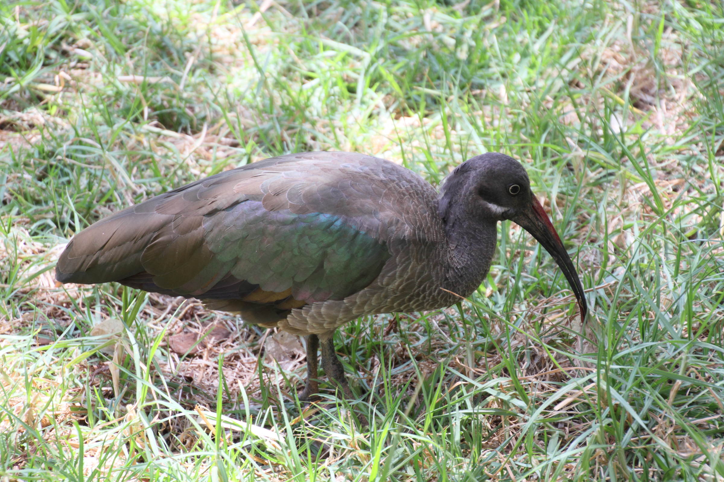 ibis_hagedash_-_bostrychia_hagedash2md