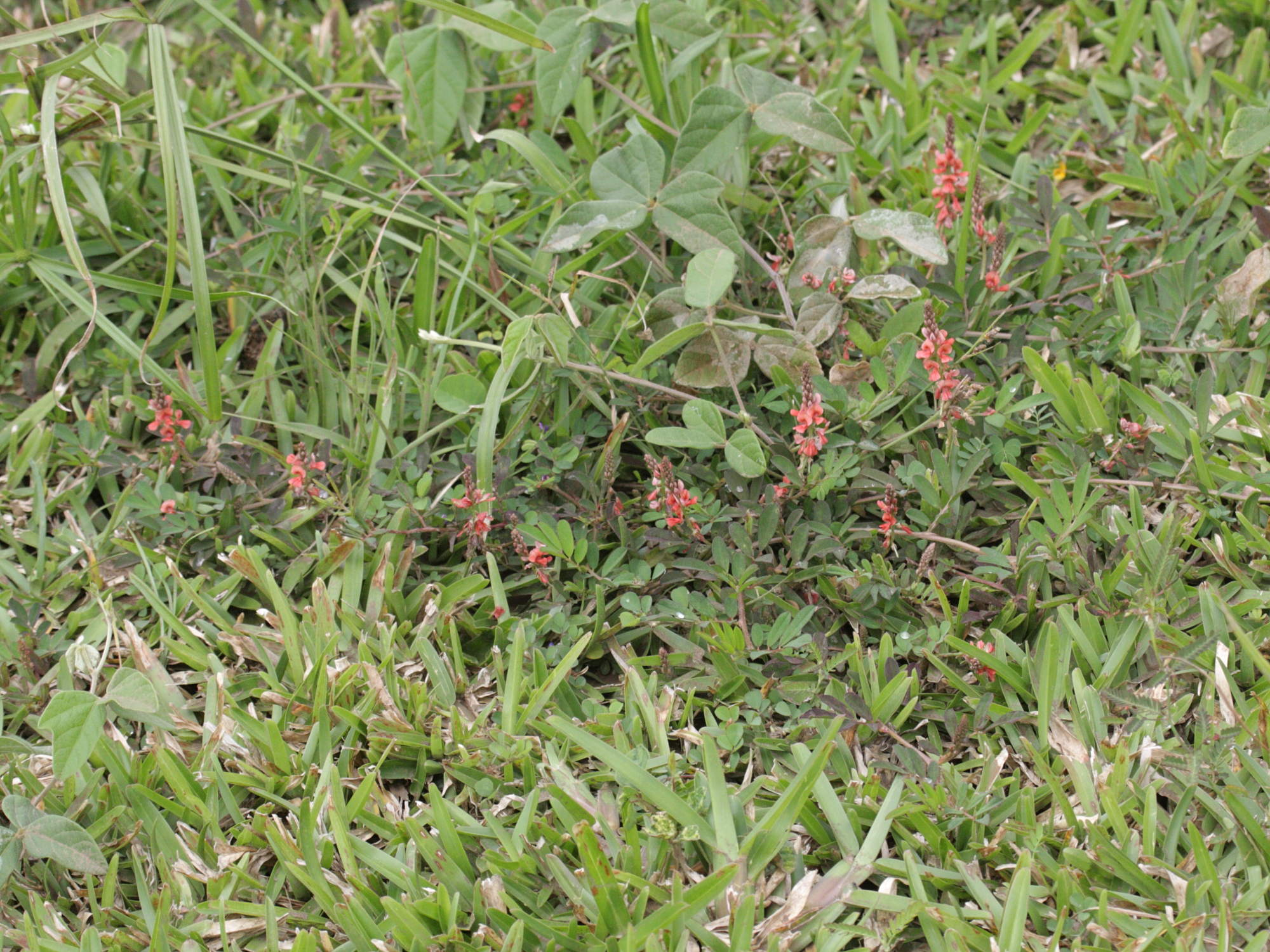 indigofera_spicata4bd