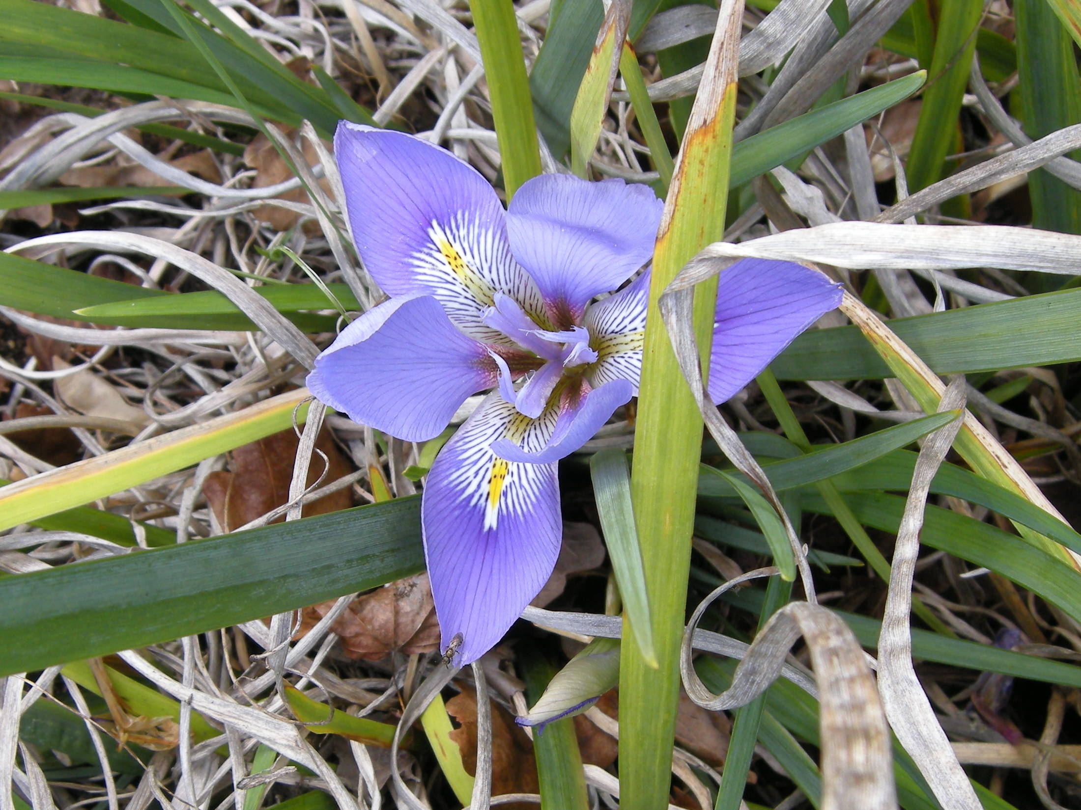 iris_unguicularis2md