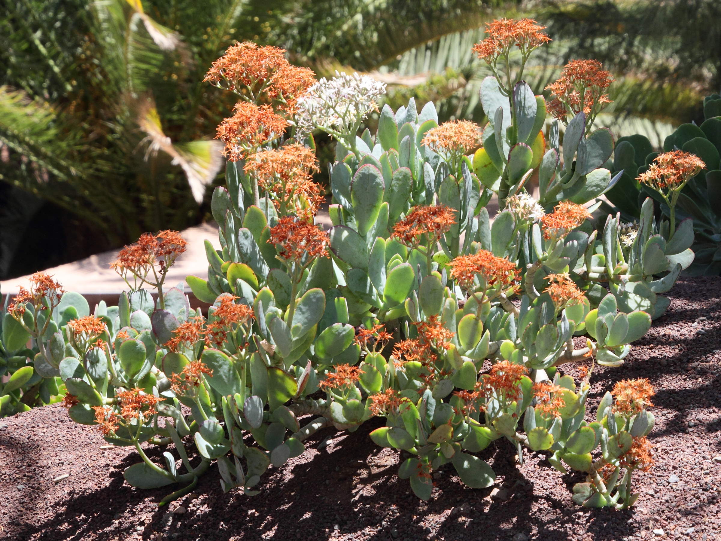 kalanchoe_dinklagei1md