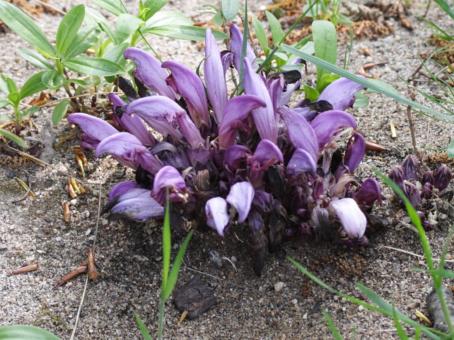 Afficher le média lathraea_clandestina2md lathraea_clandestina2md