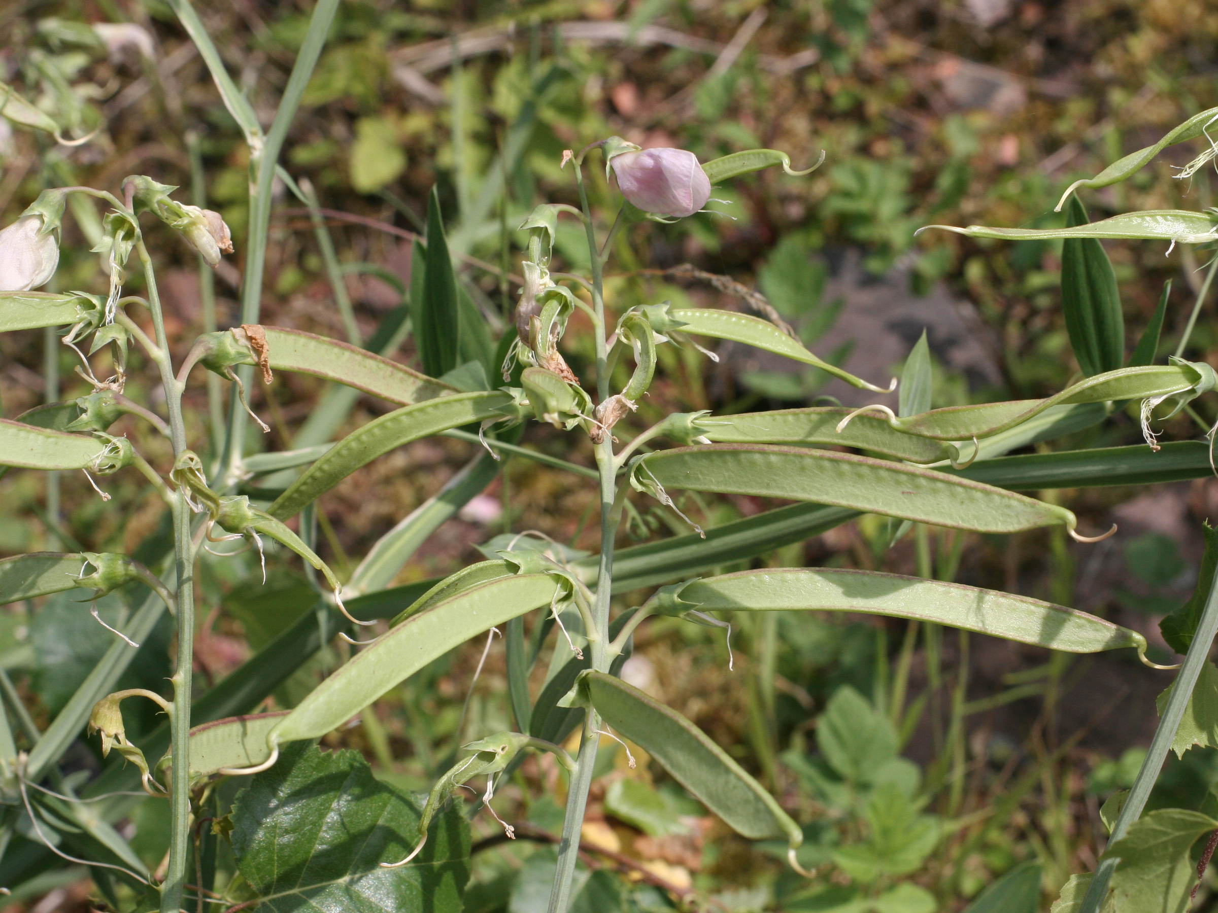 lathyrus_latifolius4md