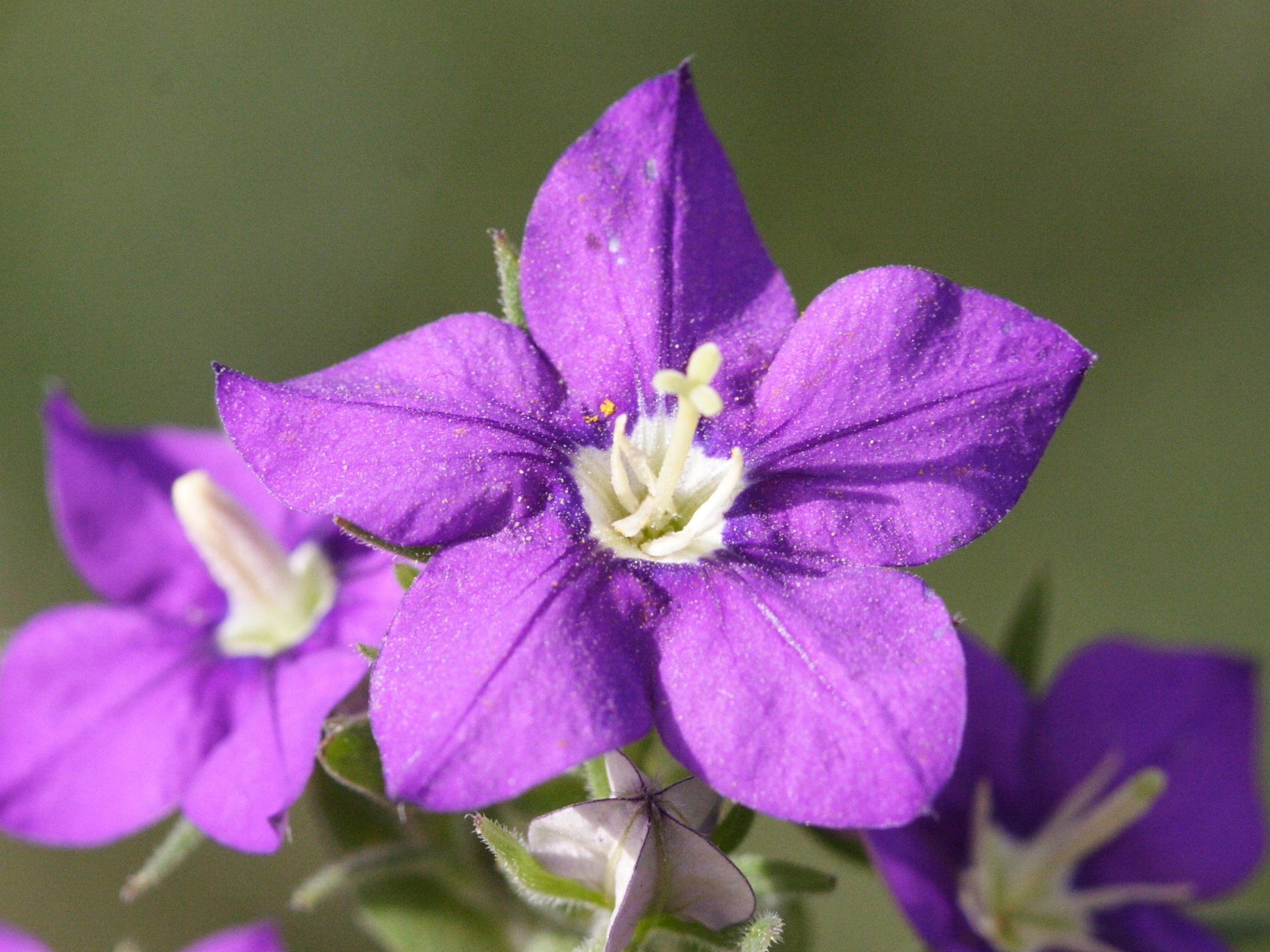 Afficher le média legousia_speculum-veneris3md legousia_speculum-veneris3md