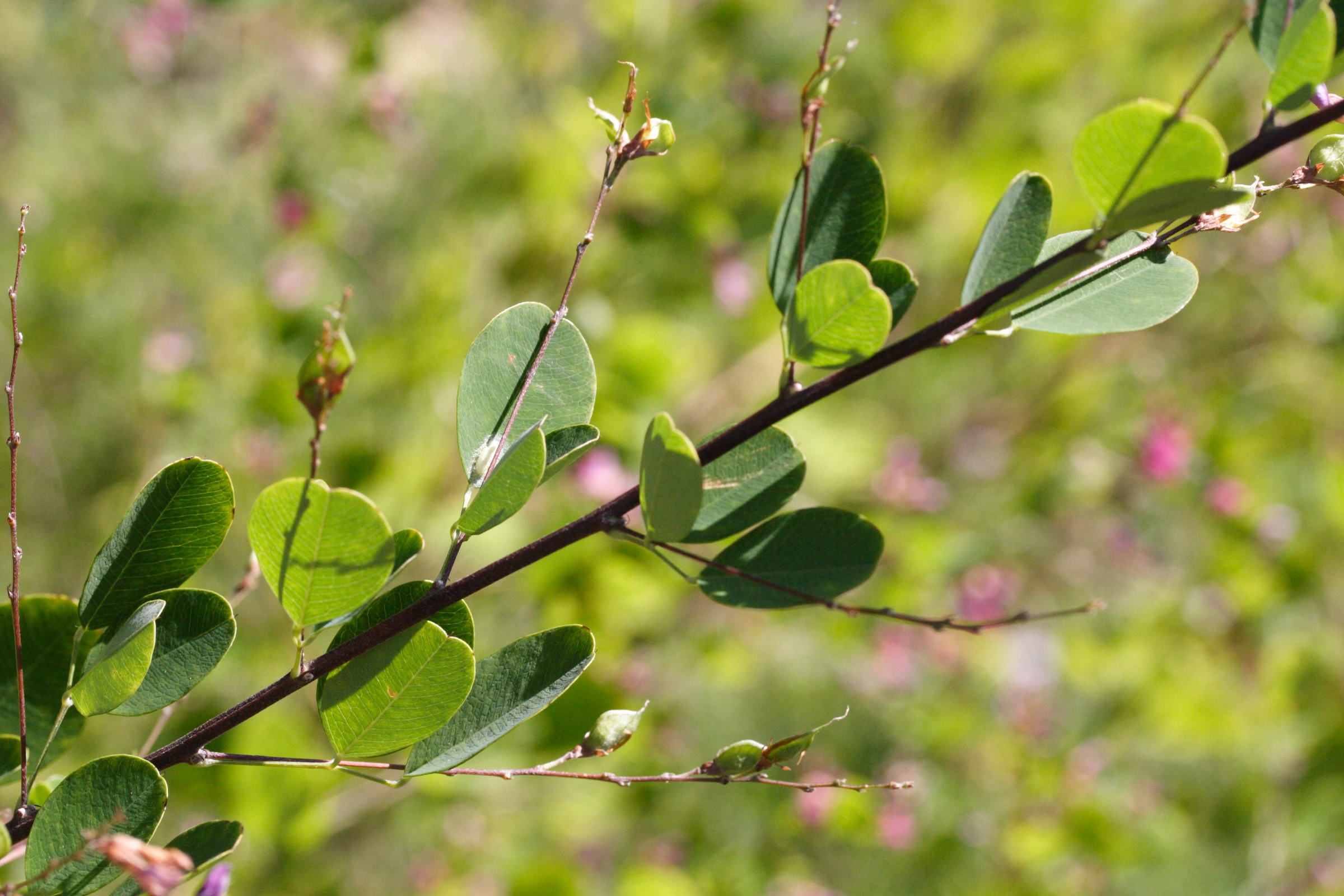 Afficher le média lespedeza_bicolor3md lespedeza_bicolor3md