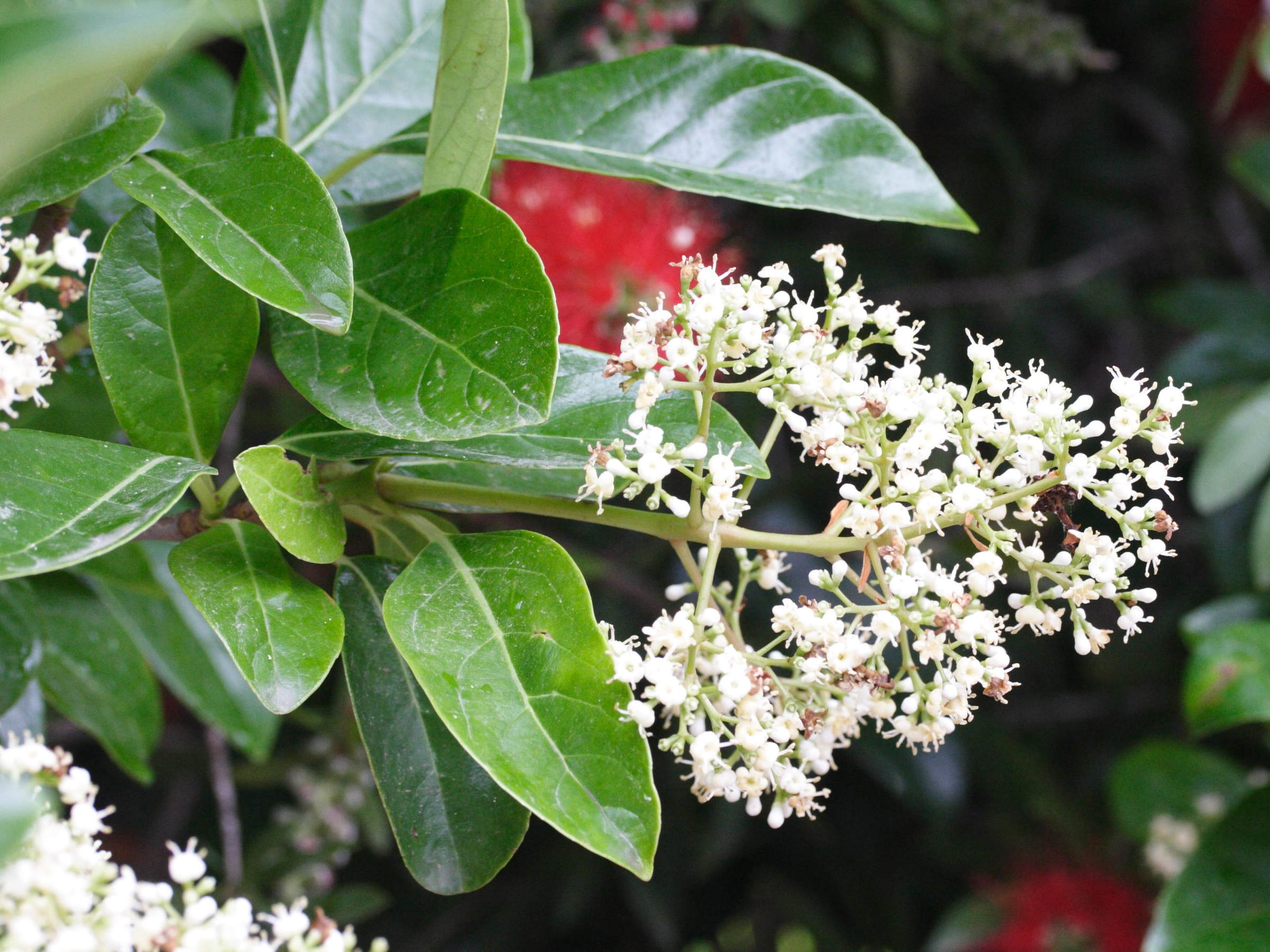 ligustrum_japonicum2md