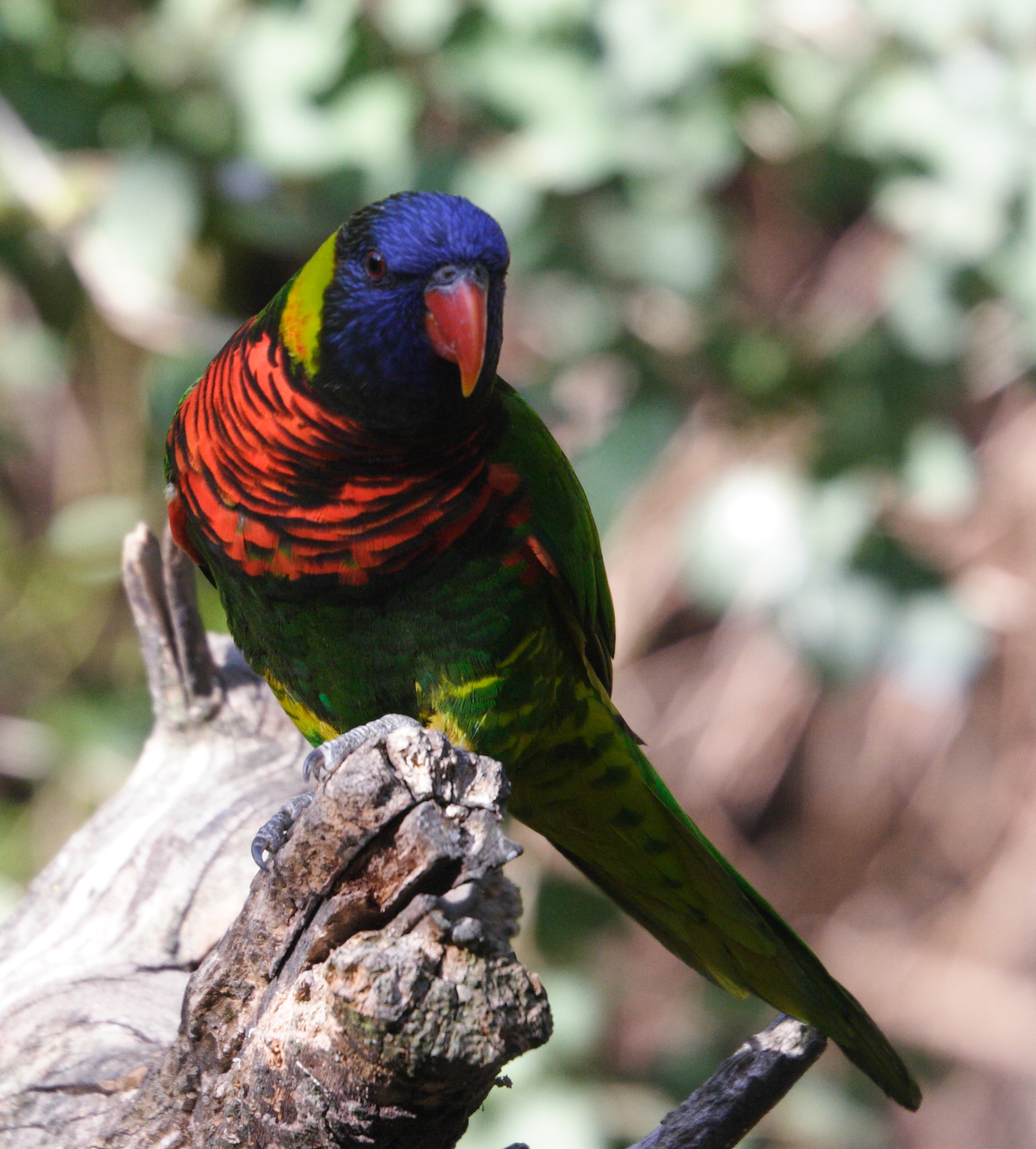 loriquet_a_tete_bleue_-_trichoglossus_haematodus5md